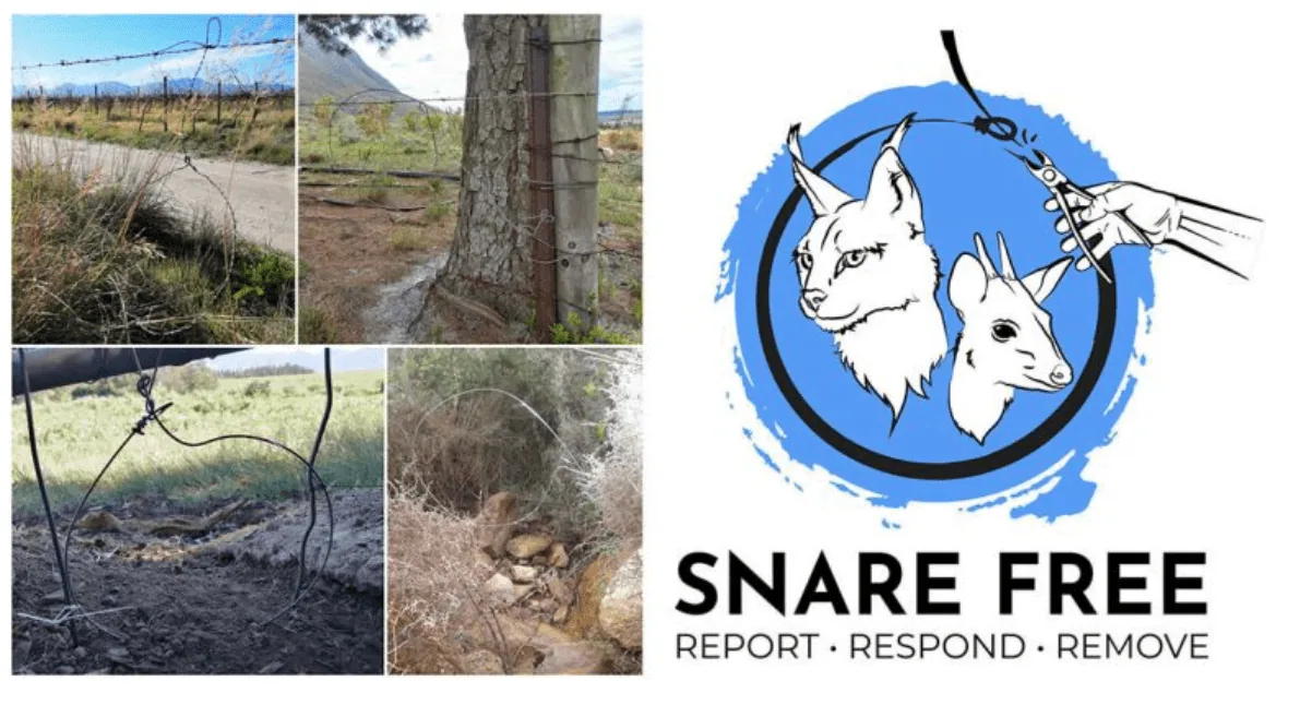 Nature Connect attends the Cape Leopard Trust Snare Free Project Launch