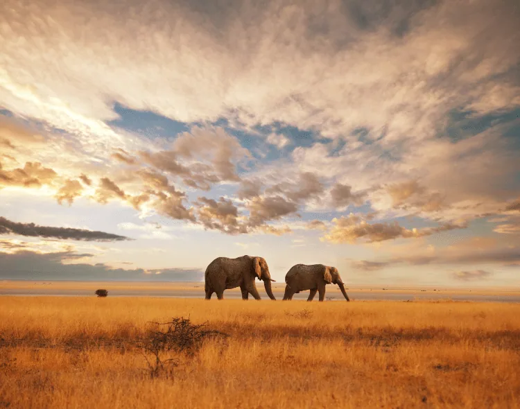 The Plight of Elephants