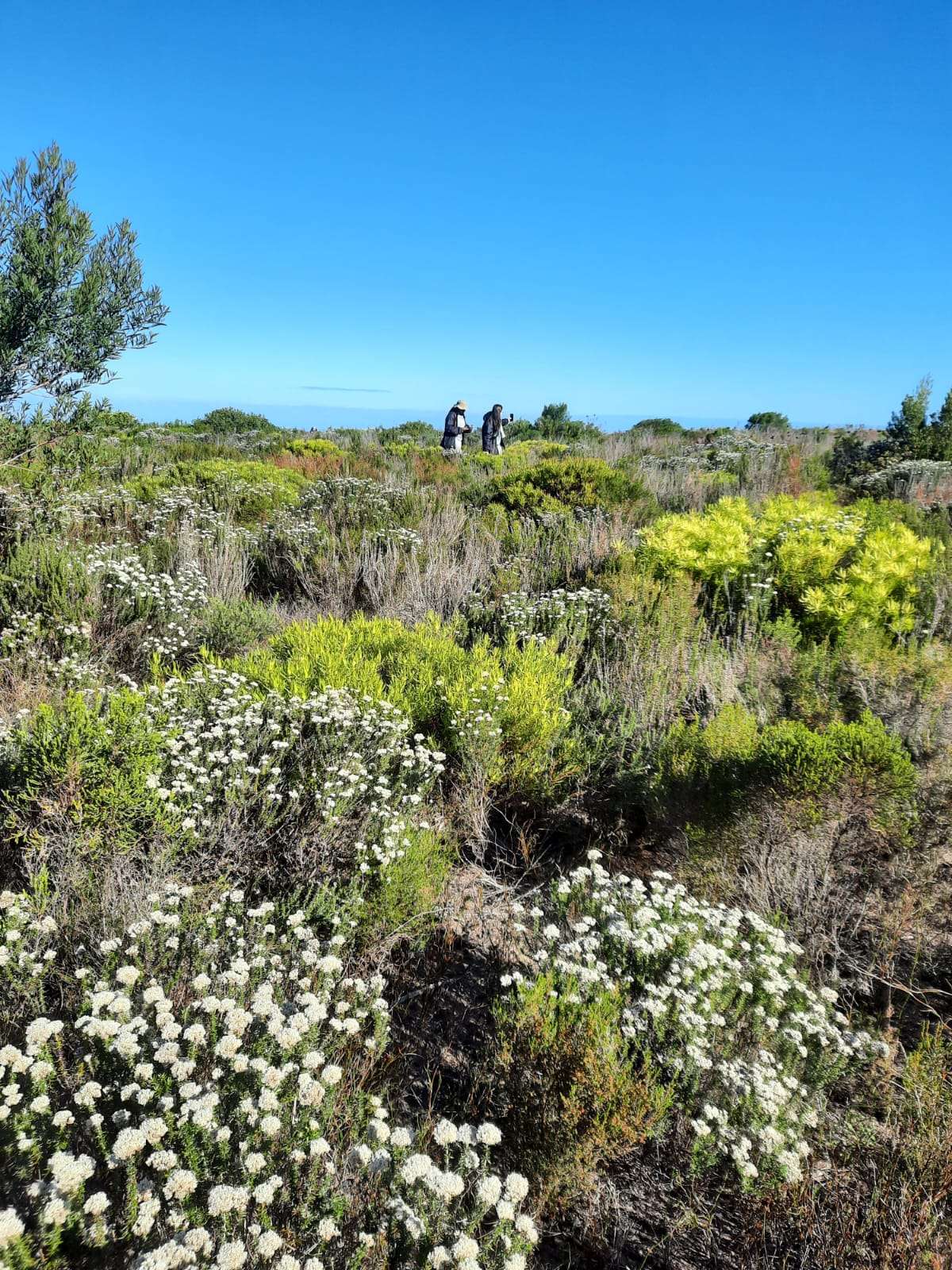 Exploring Future Visions for Fynbos Landscapes: Insights from the 44th Fynbos Forum
