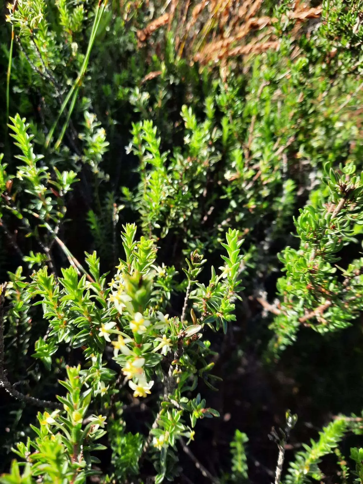 Exploring Future Visions for Fynbos Landscapes: Insights from the 44th Fynbos Forum, photo 4