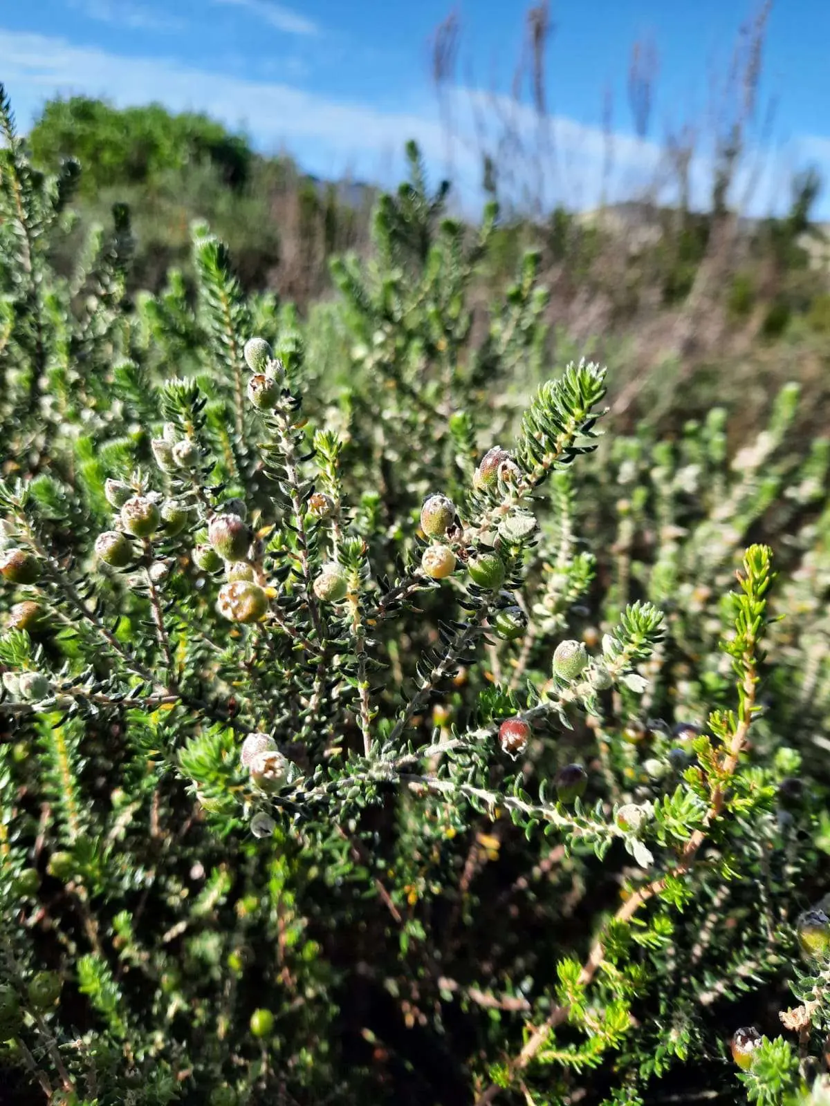 Exploring Future Visions for Fynbos Landscapes: Insights from the 44th Fynbos Forum, photo 5
