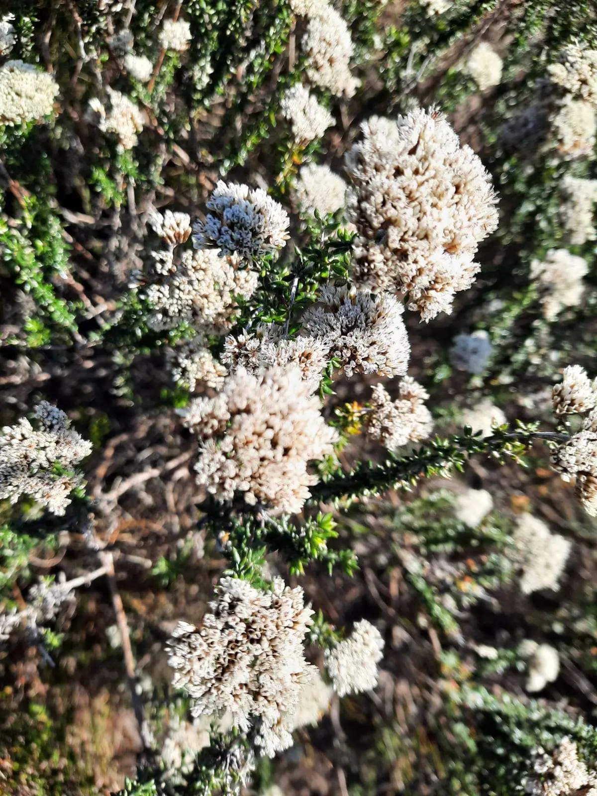 Exploring Future Visions for Fynbos Landscapes: Insights from the 44th Fynbos Forum, photo 6