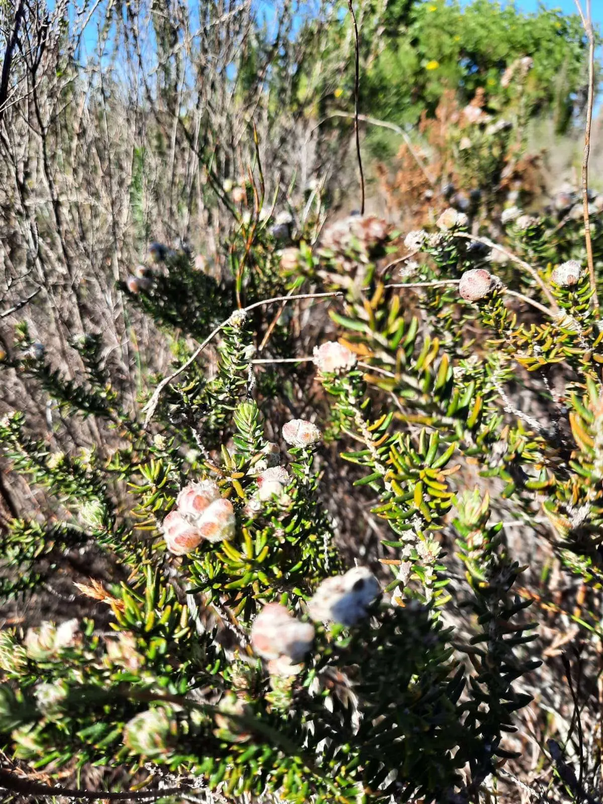 Exploring Future Visions for Fynbos Landscapes: Insights from the 44th Fynbos Forum, photo 7