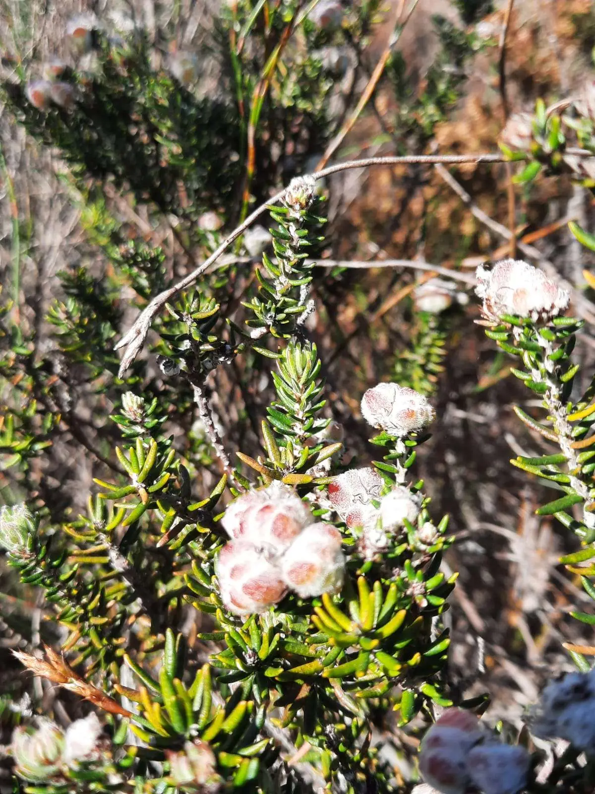 Exploring Future Visions for Fynbos Landscapes: Insights from the 44th Fynbos Forum, photo 8