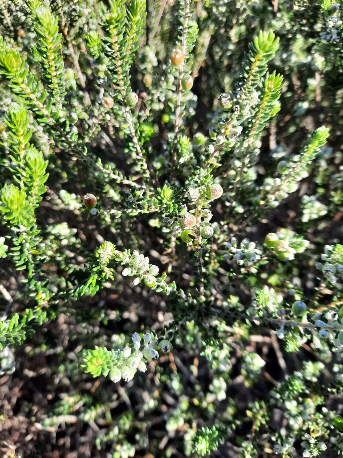 Exploring Future Visions for Fynbos Landscapes: Insights from the 44th Fynbos Forum, photo 2
