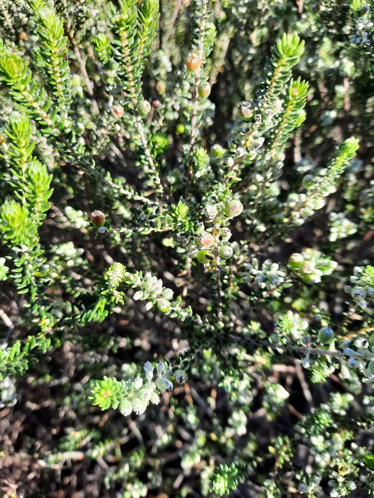Exploring Future Visions for Fynbos Landscapes: Insights from the 44th Fynbos Forum, photo 2