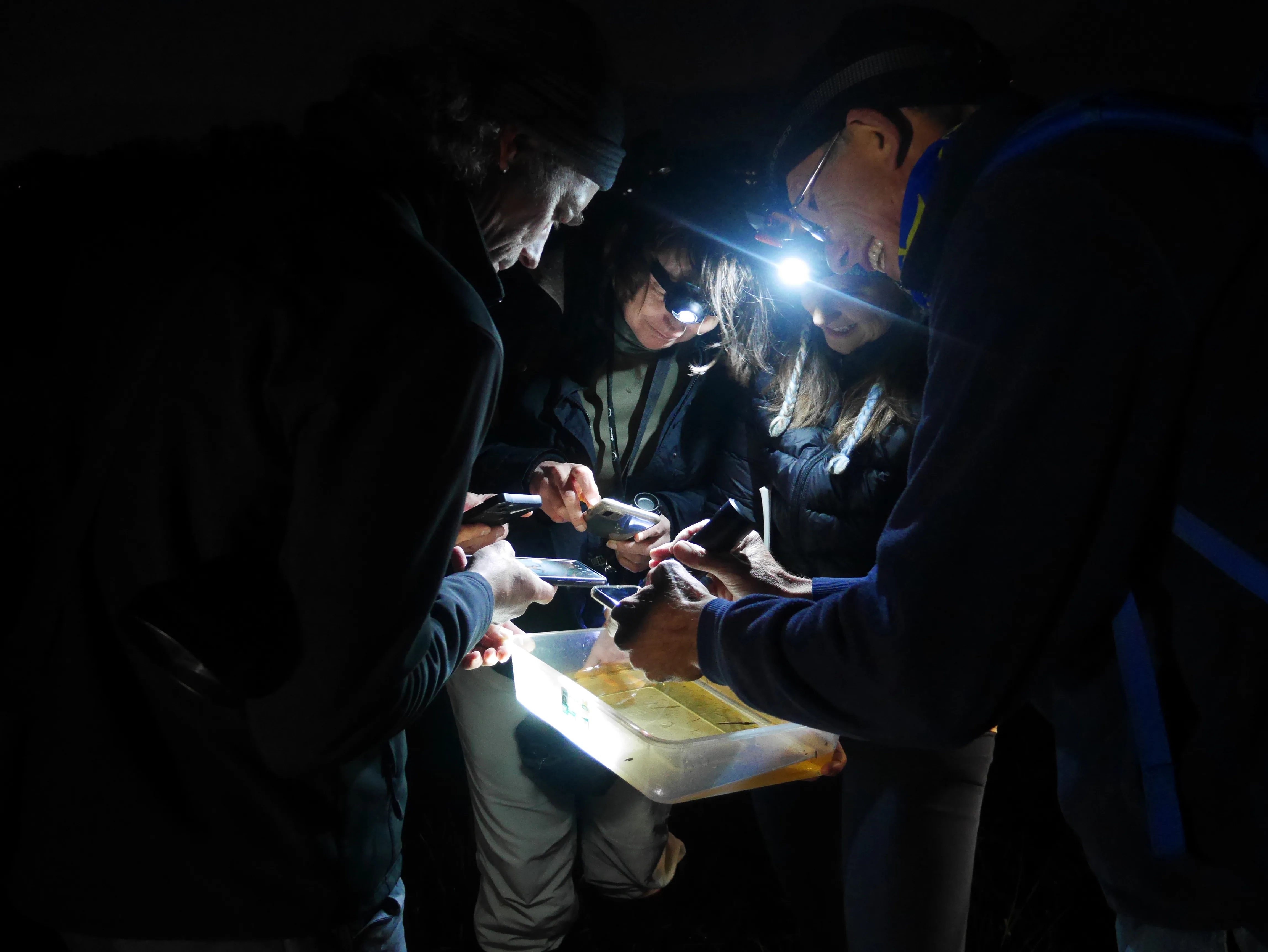 Frog Flair at Kenilworth Racecourse Conservation Area, photo 1