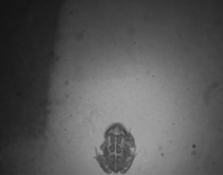 Caught on camera: Nature Connect partners with HENSOLDT, photo 1