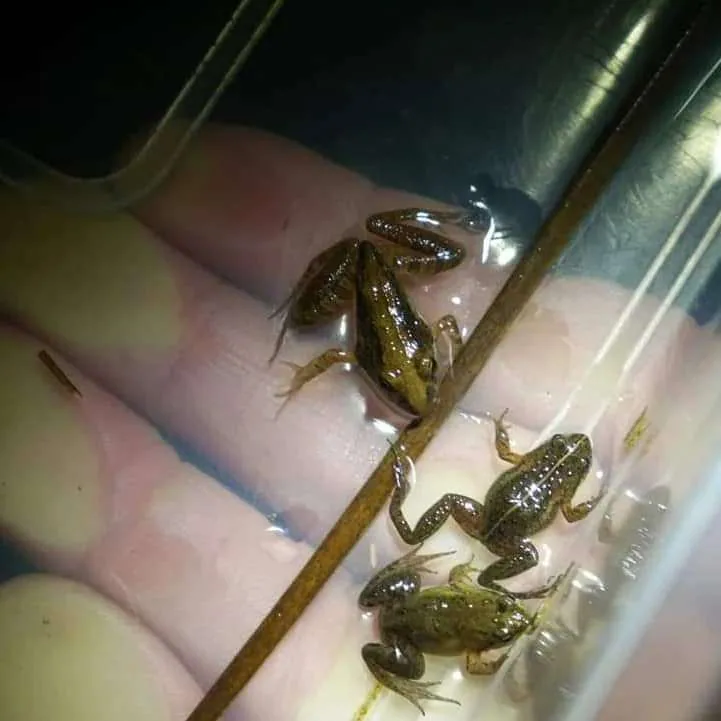 Frog Flair at Kenilworth Racecourse Conservation Area, photo 2