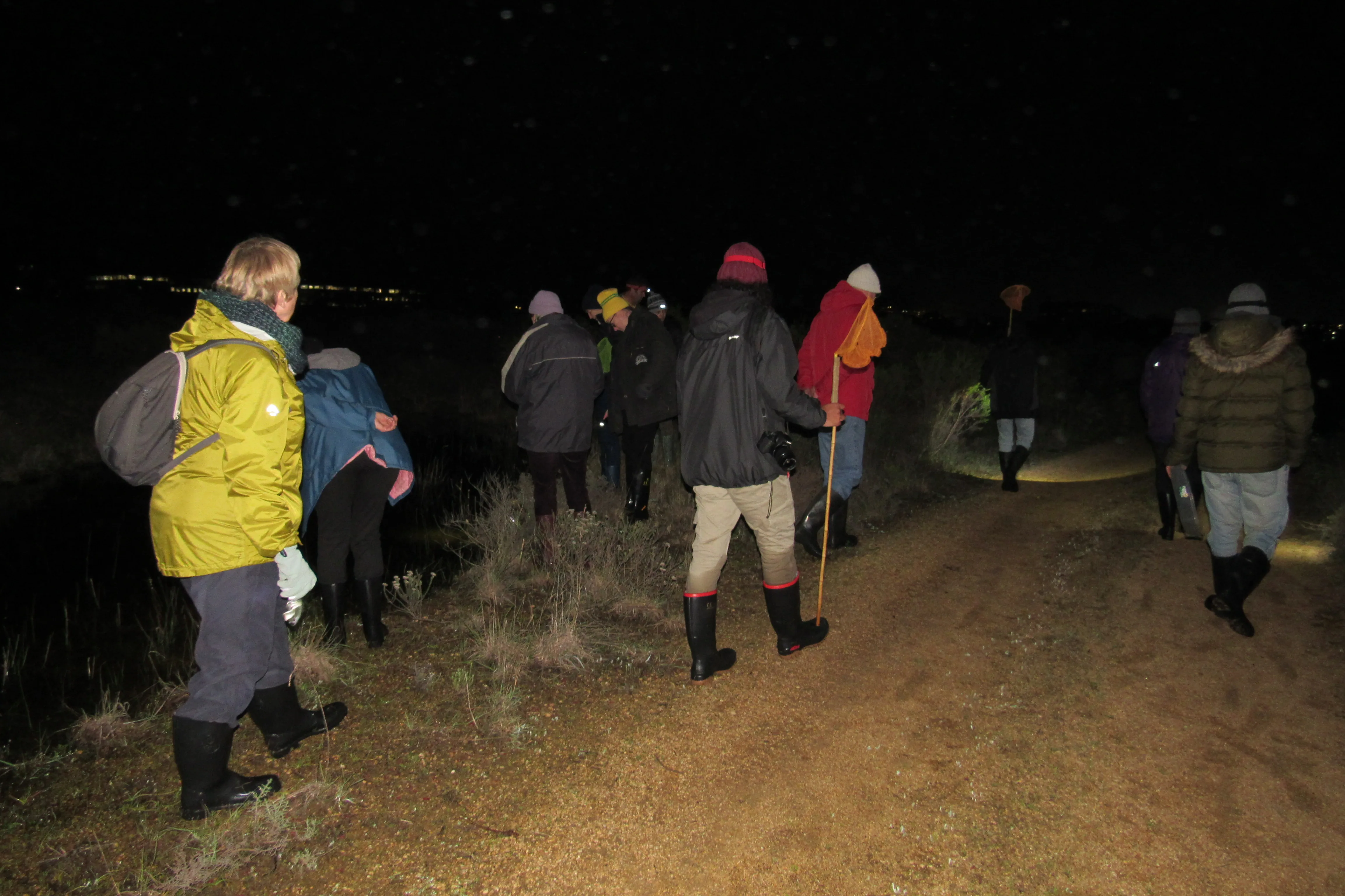 Frog Flair at Kenilworth Racecourse Conservation Area, photo 6
