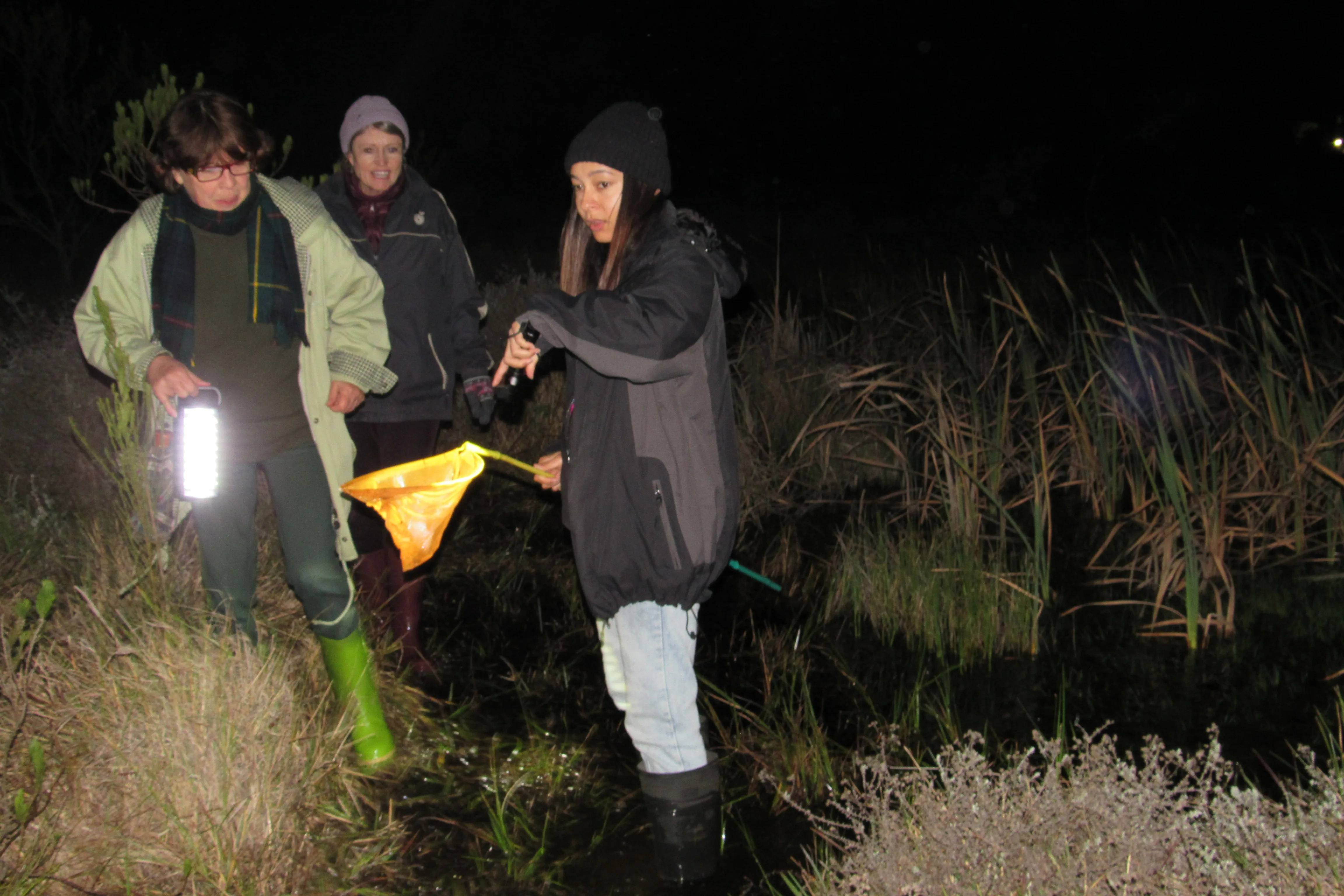Frog Flair at Kenilworth Racecourse Conservation Area, photo 8