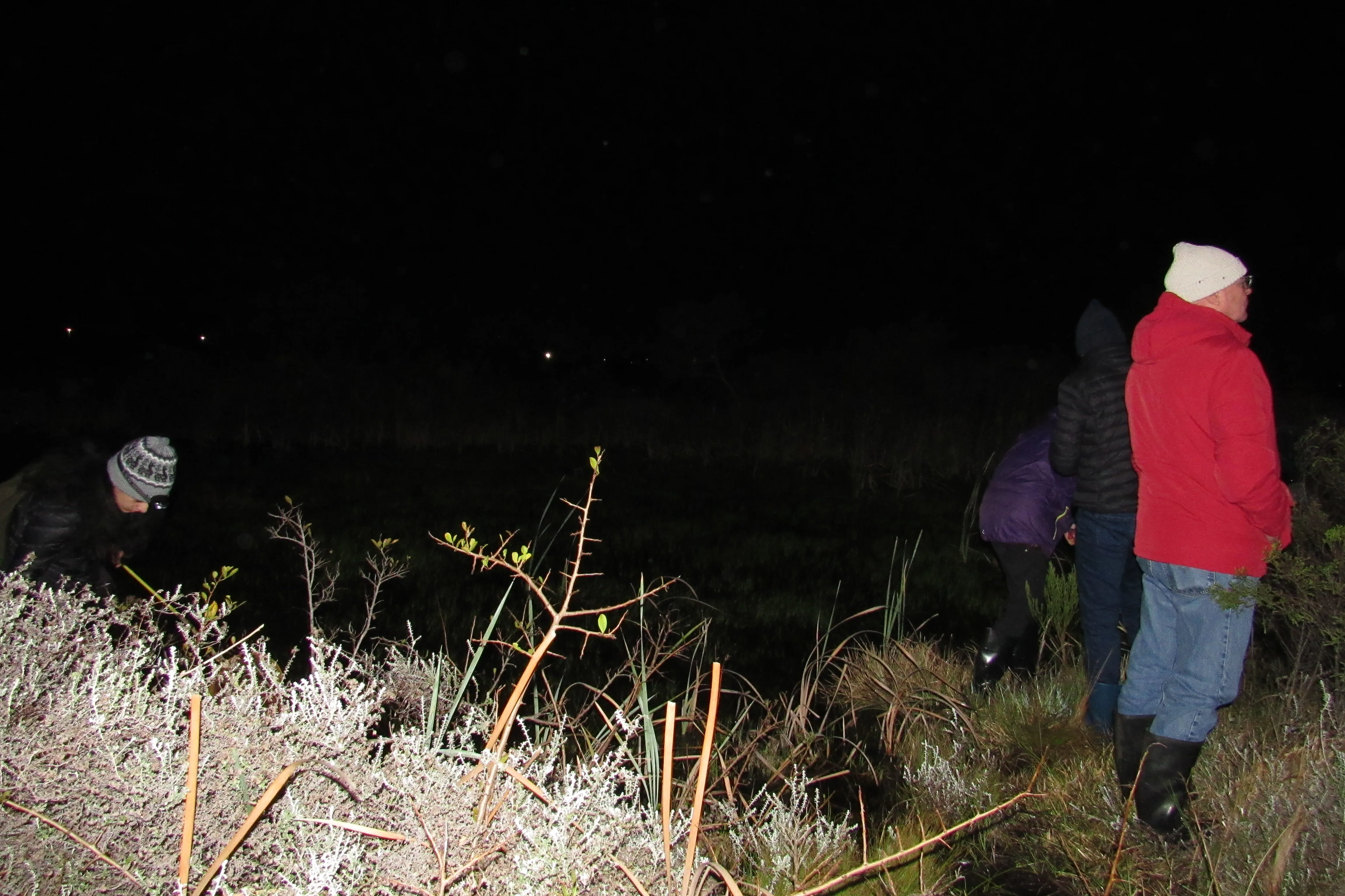 Frog Flair at Kenilworth Racecourse Conservation Area, photo 9
