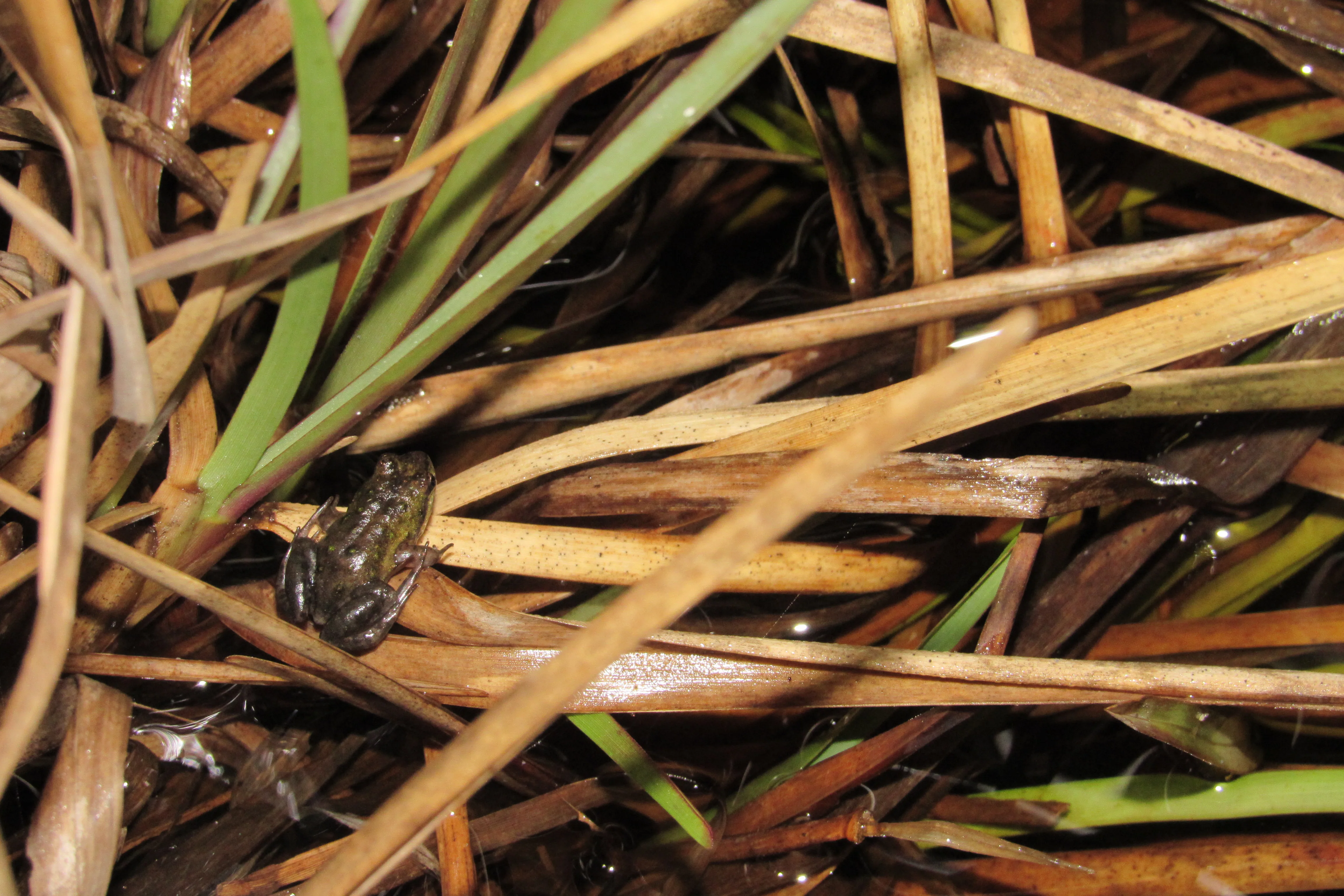Frog Flair at Kenilworth Racecourse Conservation Area, photo 10