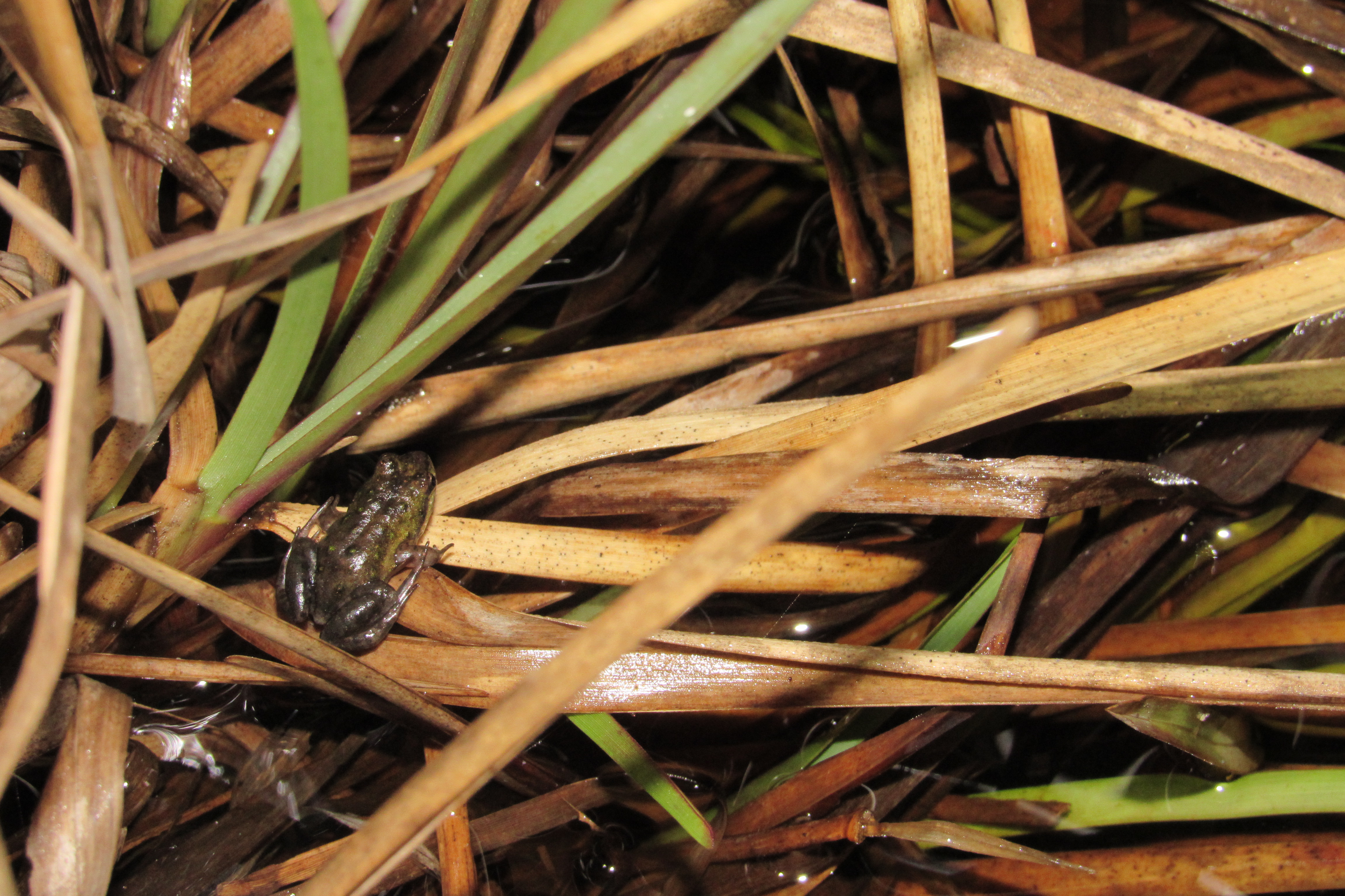 Frog Flair at Kenilworth Racecourse Conservation Area, photo 10