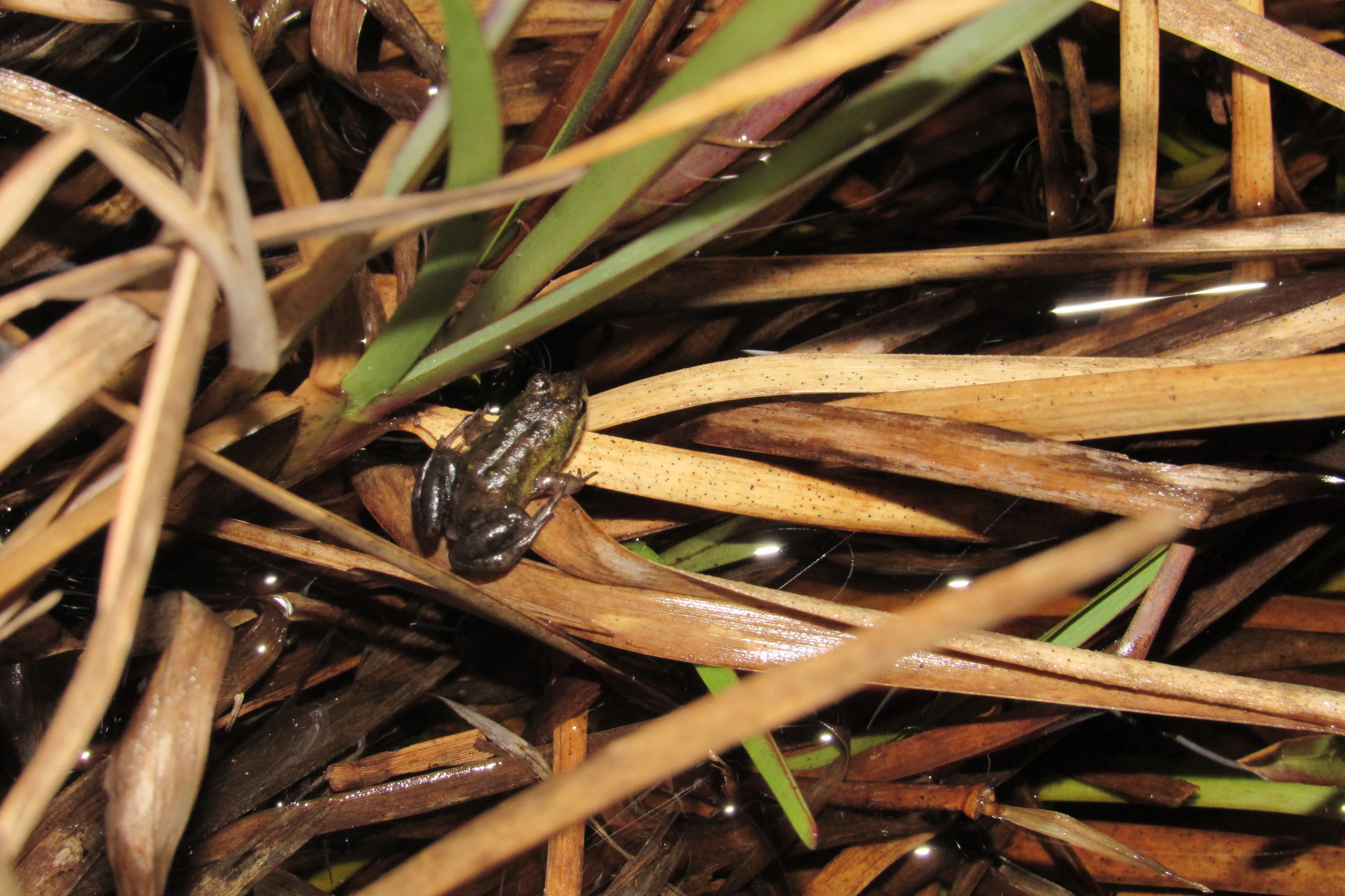 Frog Flair at Kenilworth Racecourse Conservation Area, photo 11