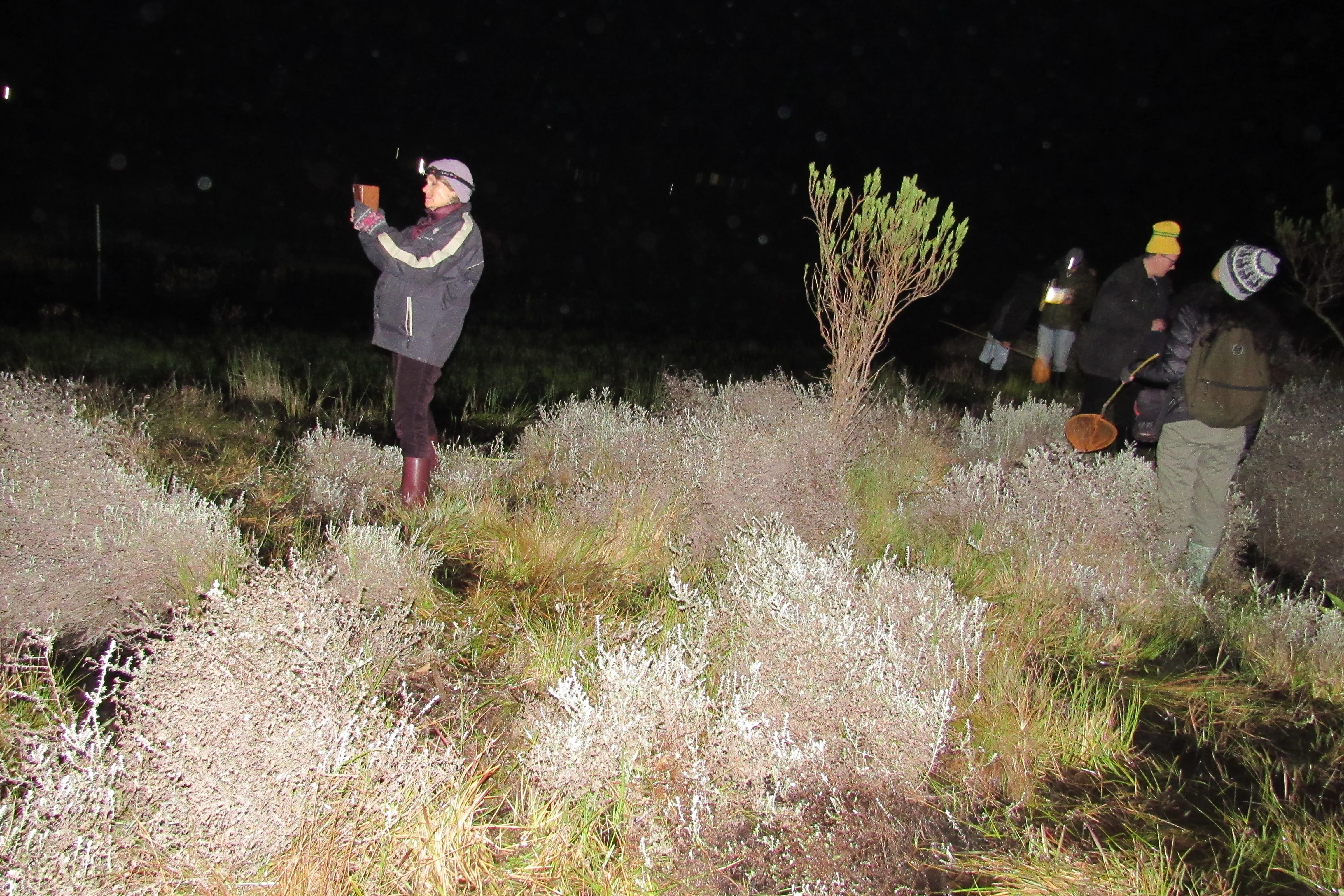 Frog Flair at Kenilworth Racecourse Conservation Area, photo 12