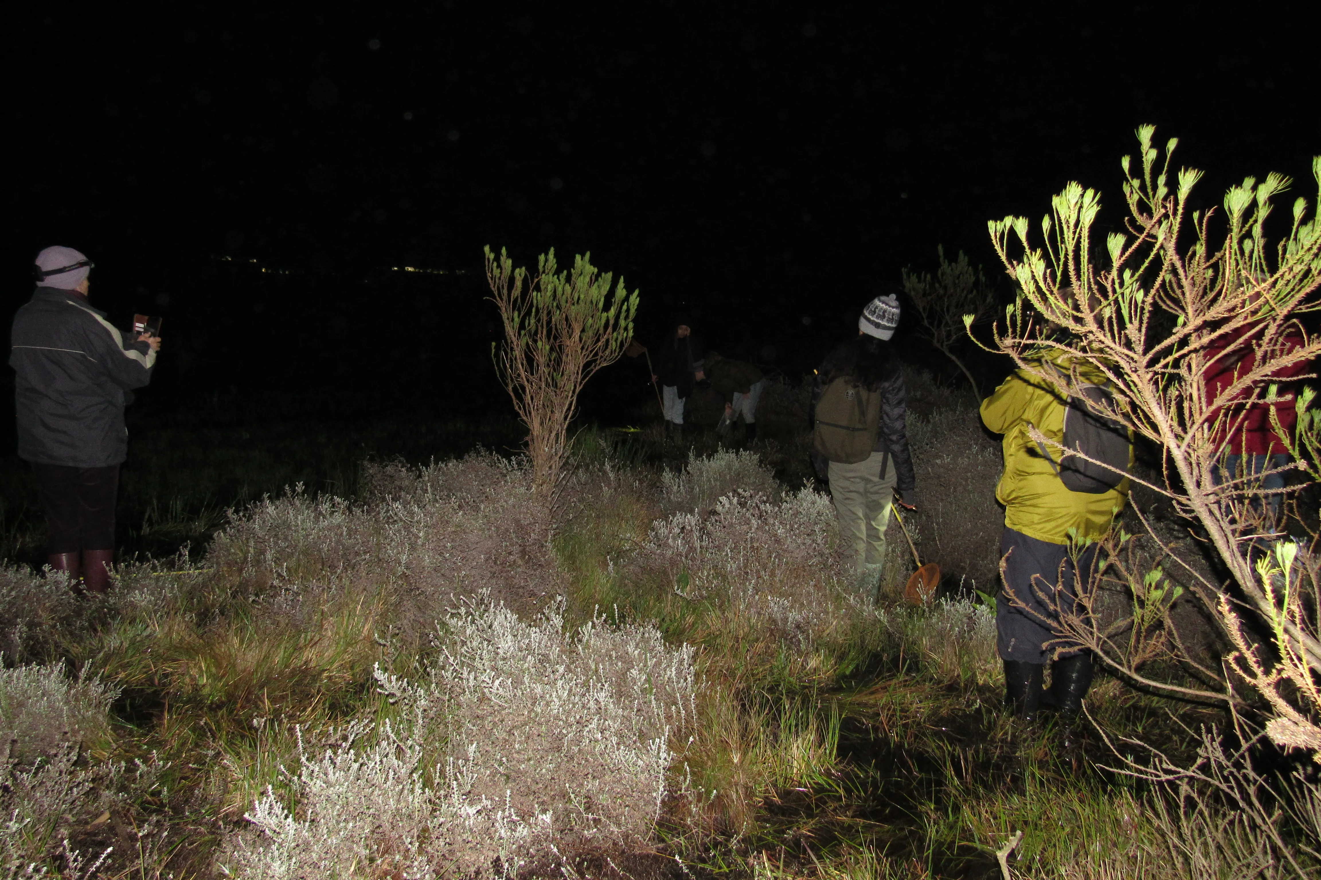 Frog Flair at Kenilworth Racecourse Conservation Area, photo 13