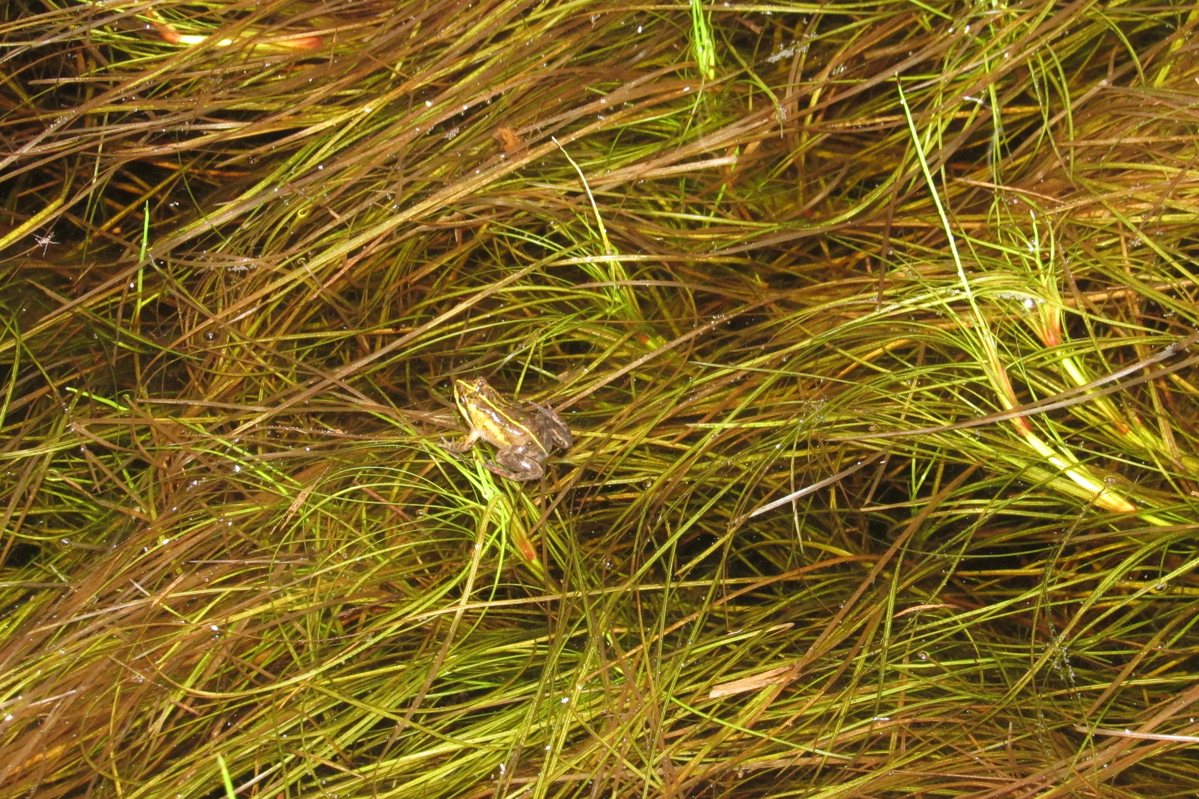 Frog Flair at Kenilworth Racecourse Conservation Area, photo 14