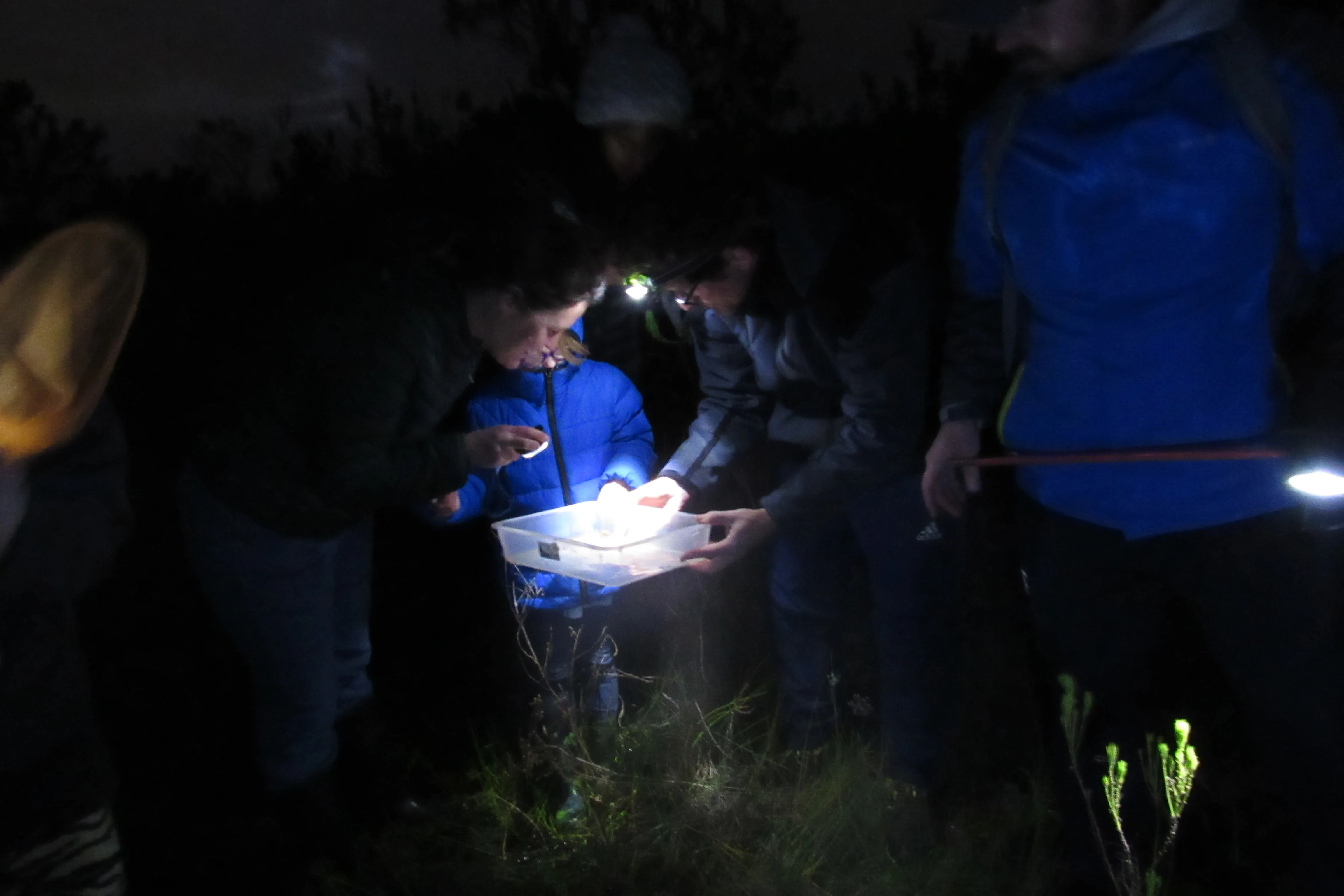 Frog Flair at Kenilworth Racecourse Conservation Area, photo 16