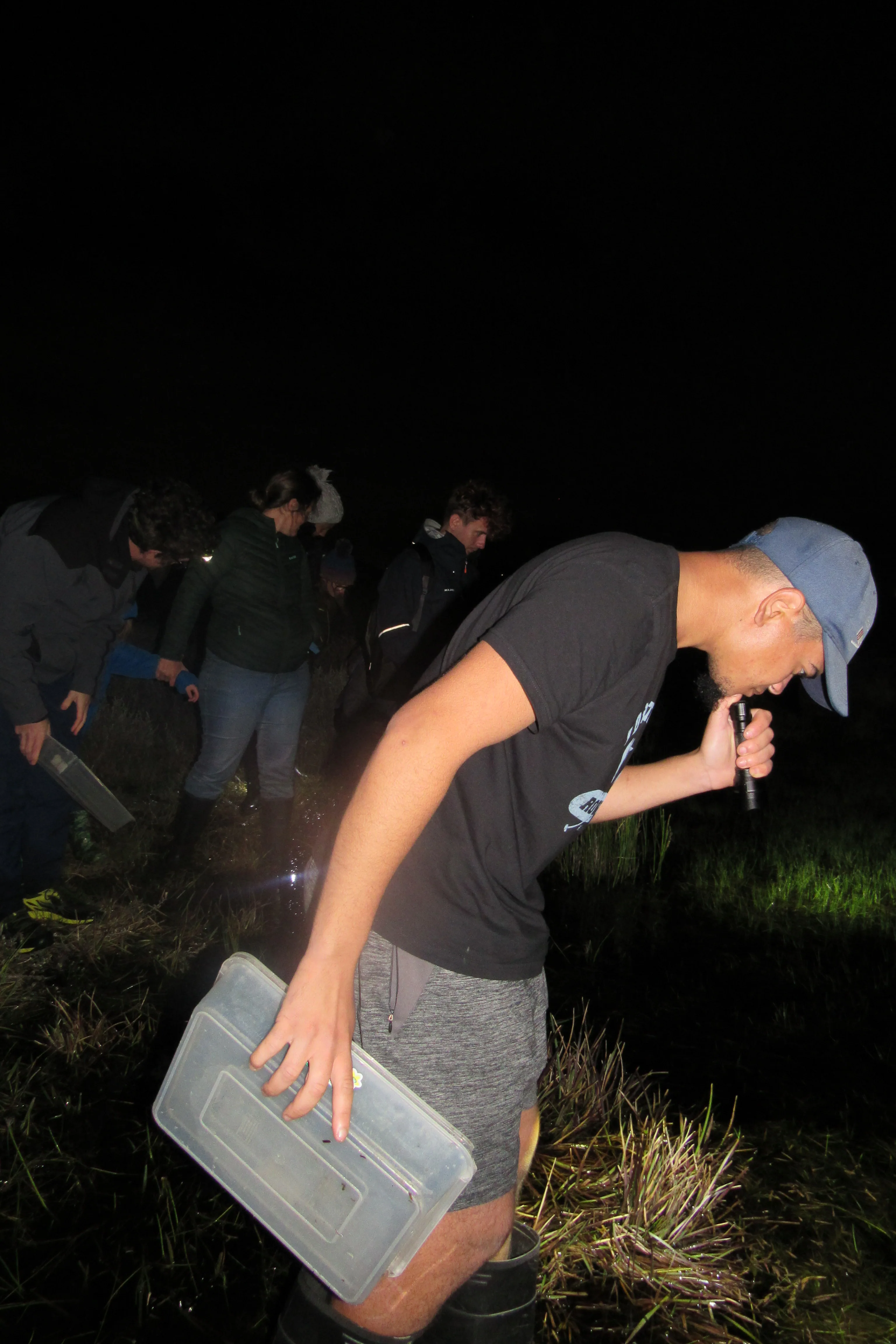 Frog Flair at Kenilworth Racecourse Conservation Area, photo 18