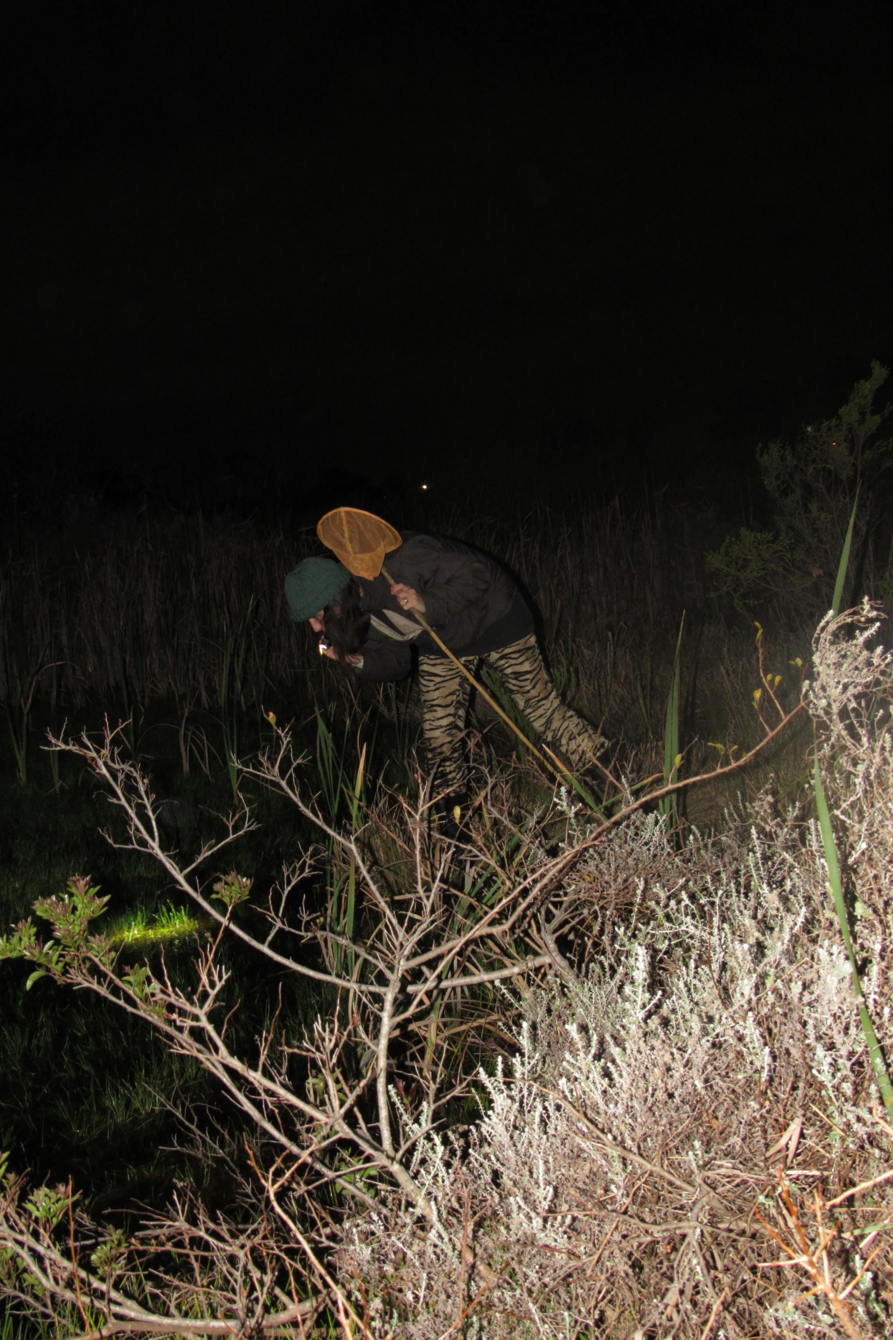 Frog Flair at Kenilworth Racecourse Conservation Area, photo 19