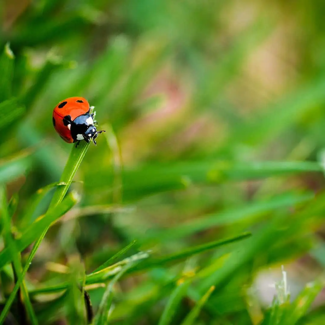 World Animal Day: Celebrating Our Fellow Earthlings, photo 1
