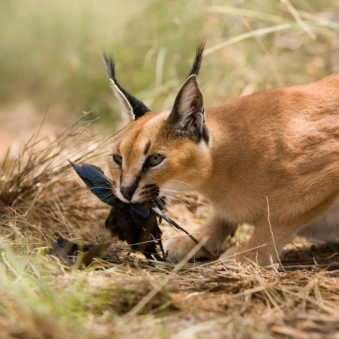 World Animal Day: Celebrating Our Fellow Earthlings, photo 2