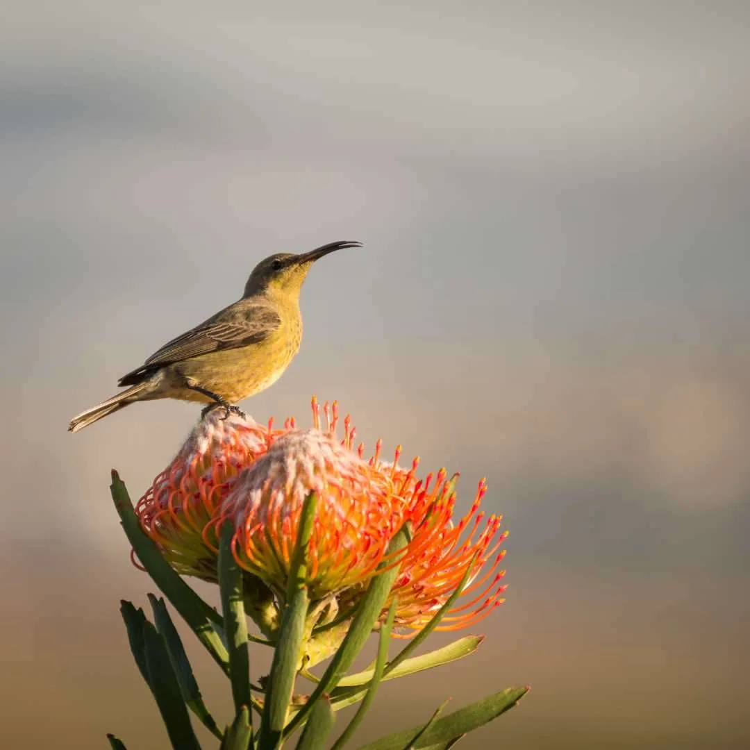 World Animal Day: Celebrating Our Fellow Earthlings, photo 3