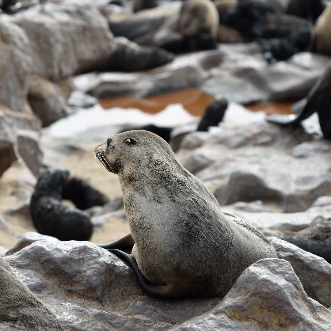 World Animal Day: Celebrating Our Fellow Earthlings, photo 4