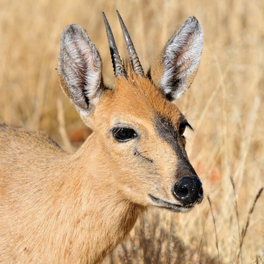 World Animal Day: Celebrating Our Fellow Earthlings, photo 6
