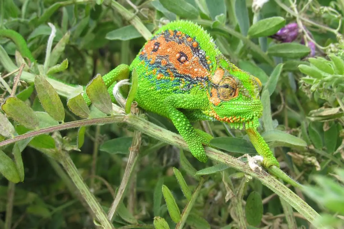 Celebrating World Reptile Day, photo 1