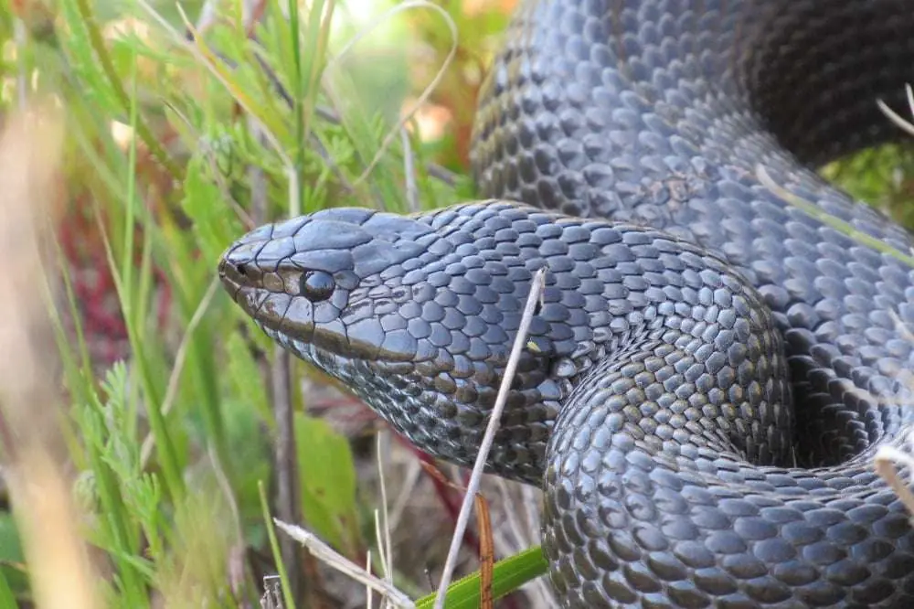 Celebrating World Reptile Day