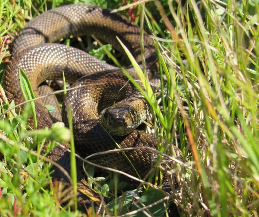 Celebrating World Reptile Day, photo 2