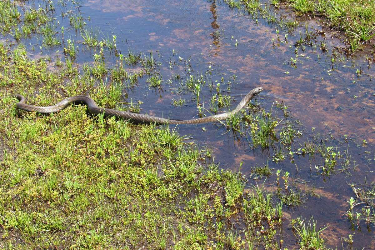 Celebrating World Reptile Day, photo 3