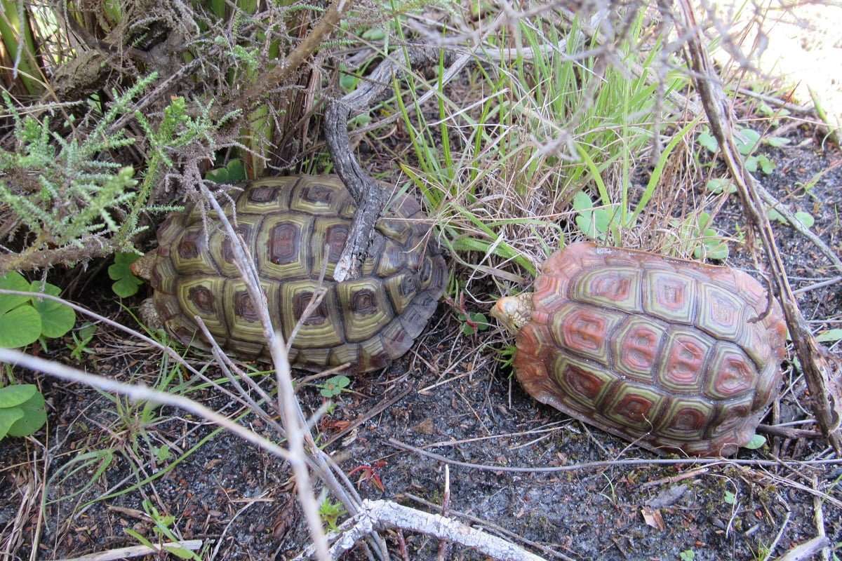Celebrating World Reptile Day, photo 4