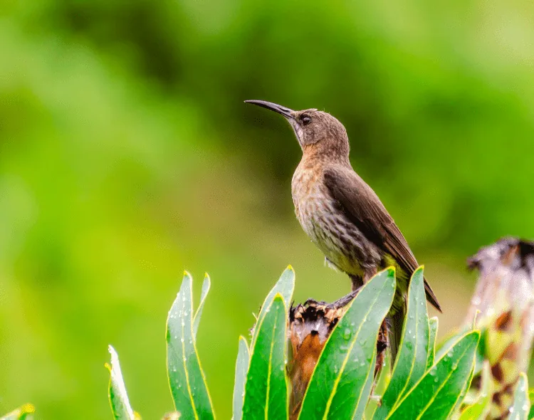 Nature Connect – Small Grants Call