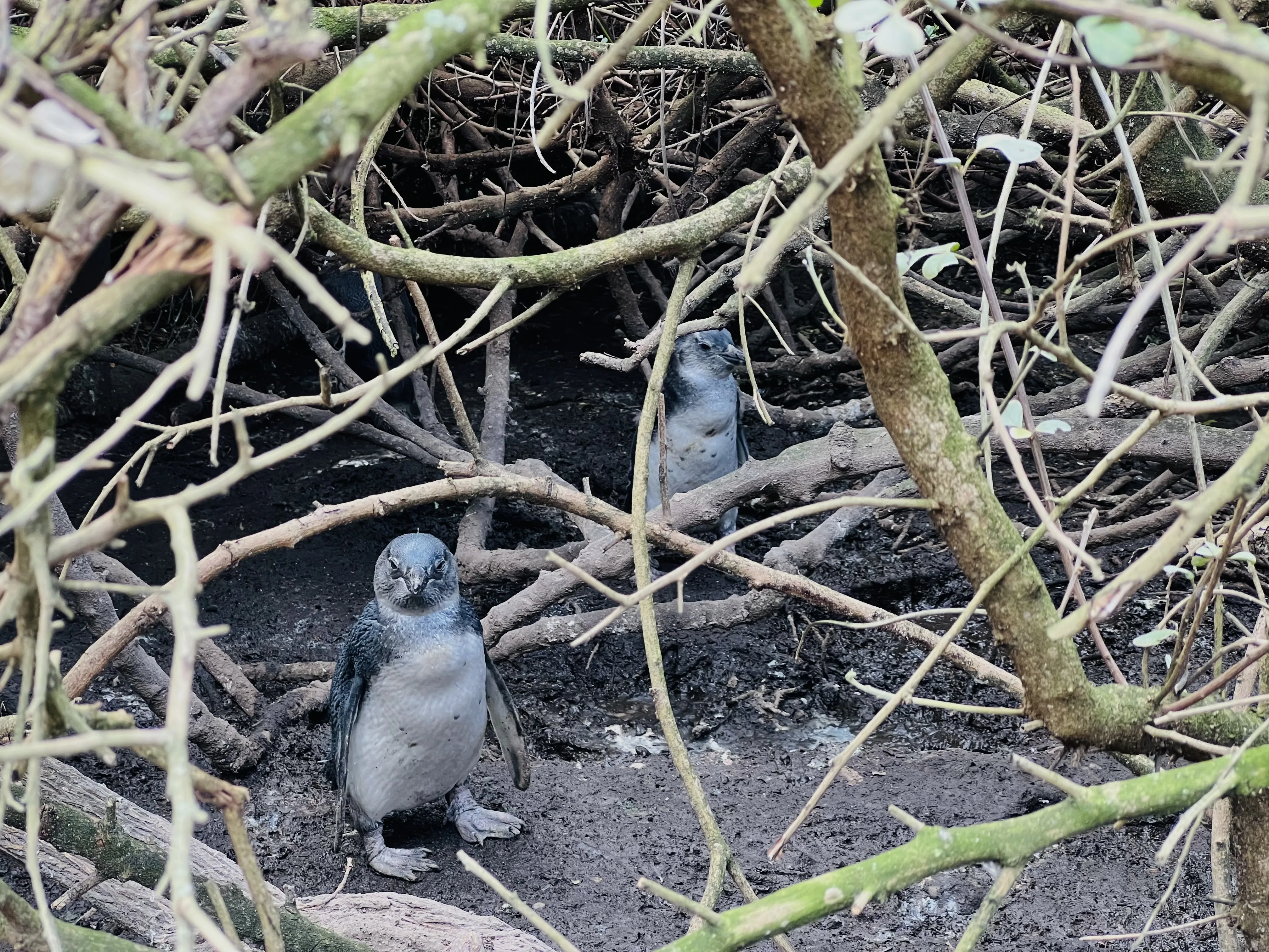 African Penguin Awareness Day: Celebrating African Penguins and Their Rangers, photo 1