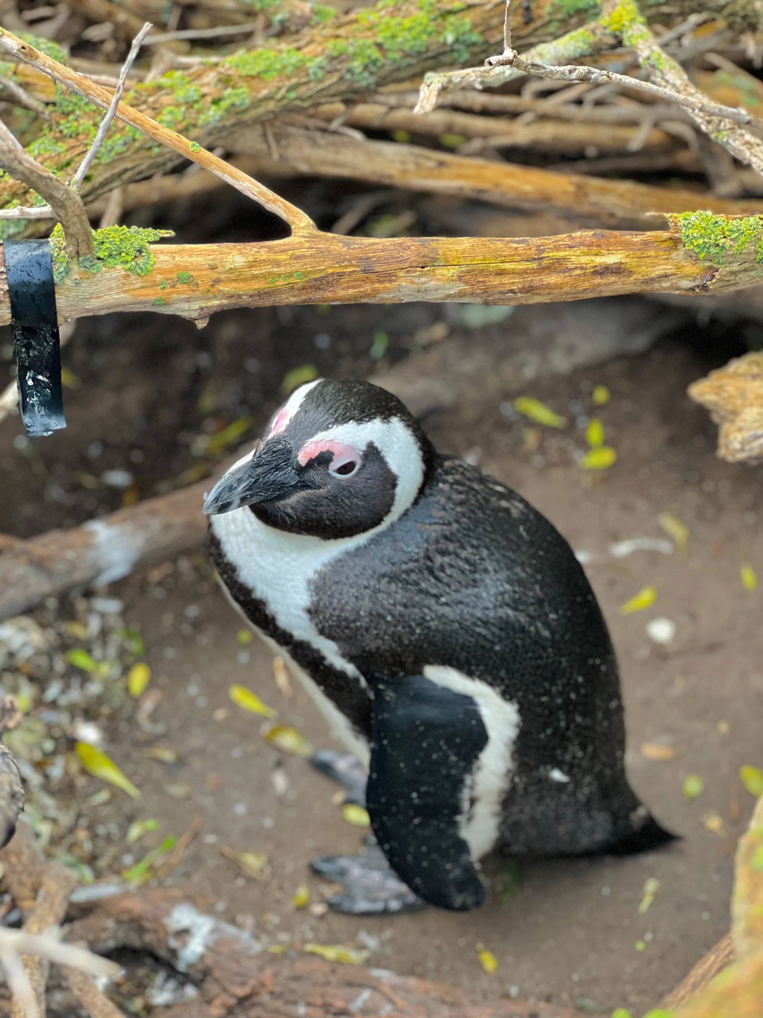 African Penguin Awareness Day: Celebrating African Penguins and Their Rangers, photo 4