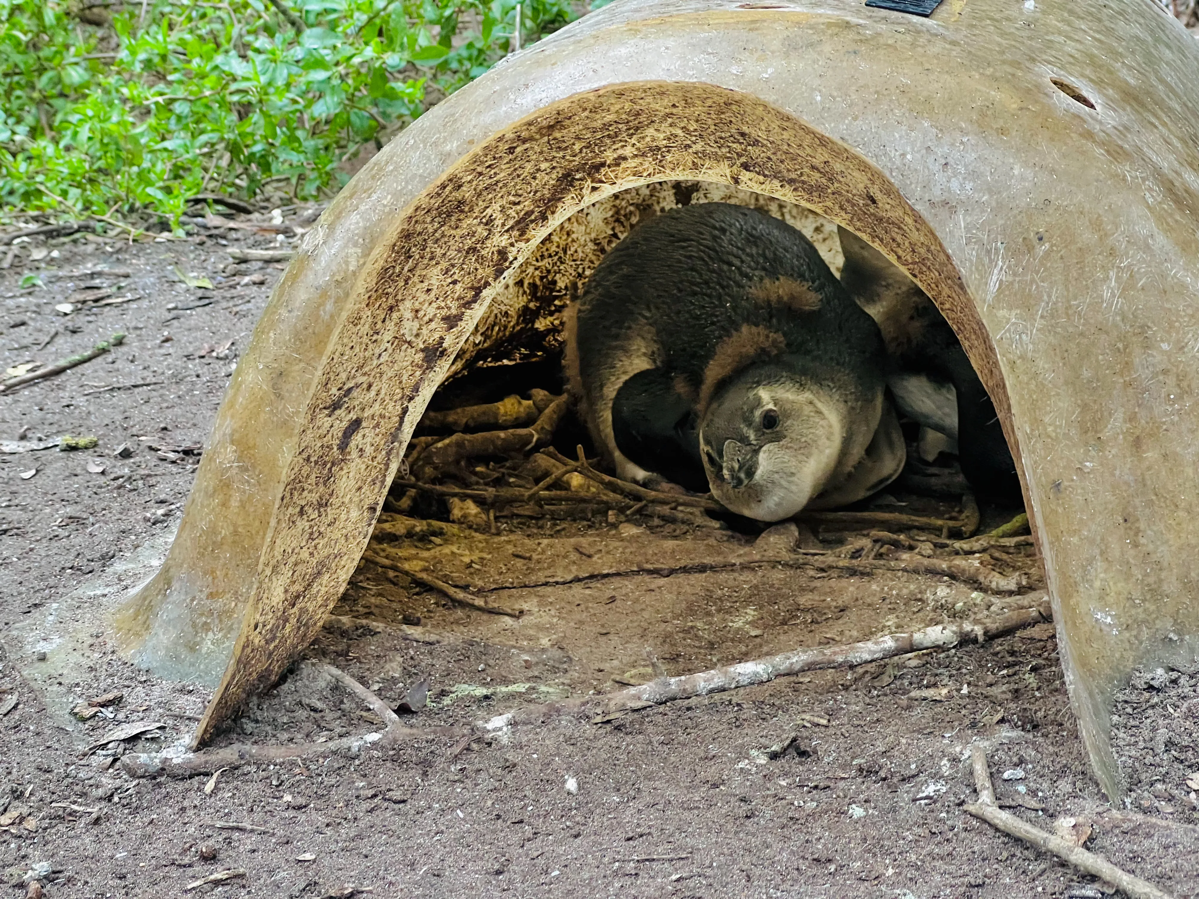 African Penguin Awareness Day: Celebrating African Penguins and Their Rangers, photo 5