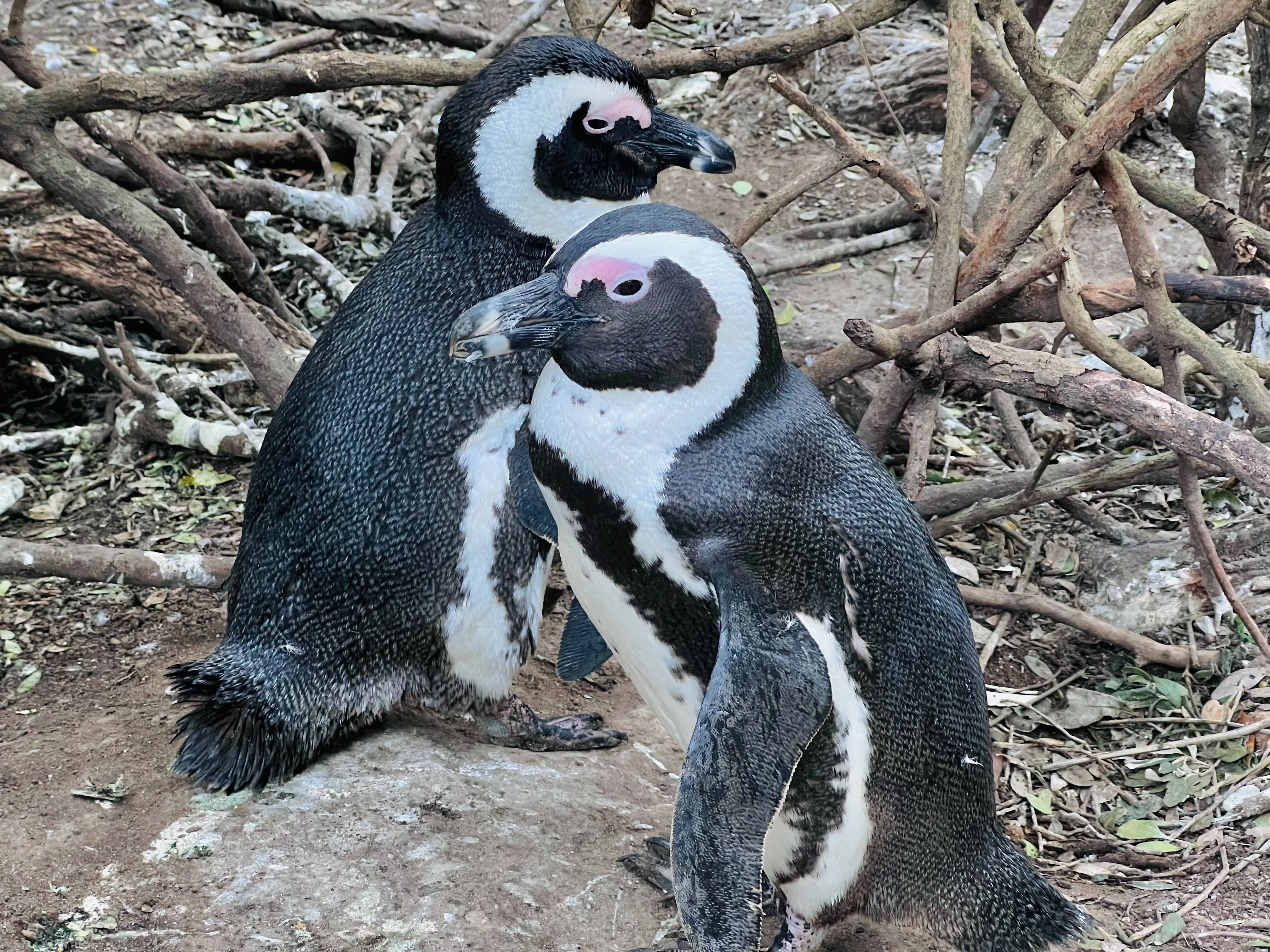 African Penguin Awareness Day: Celebrating African Penguins and Their Rangers, photo 6