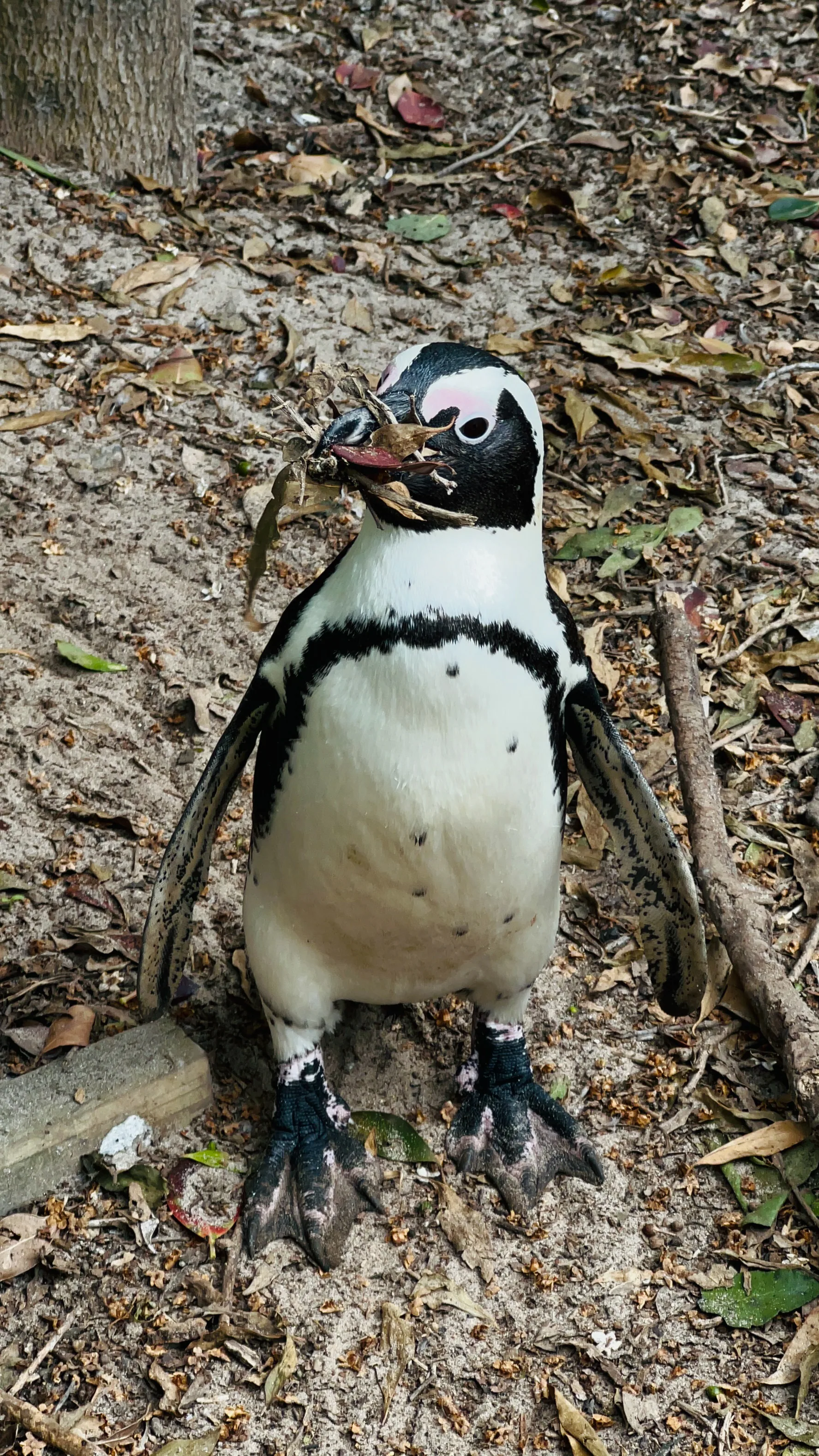 African Penguin Awareness Day: Celebrating African Penguins and Their Rangers, photo 10