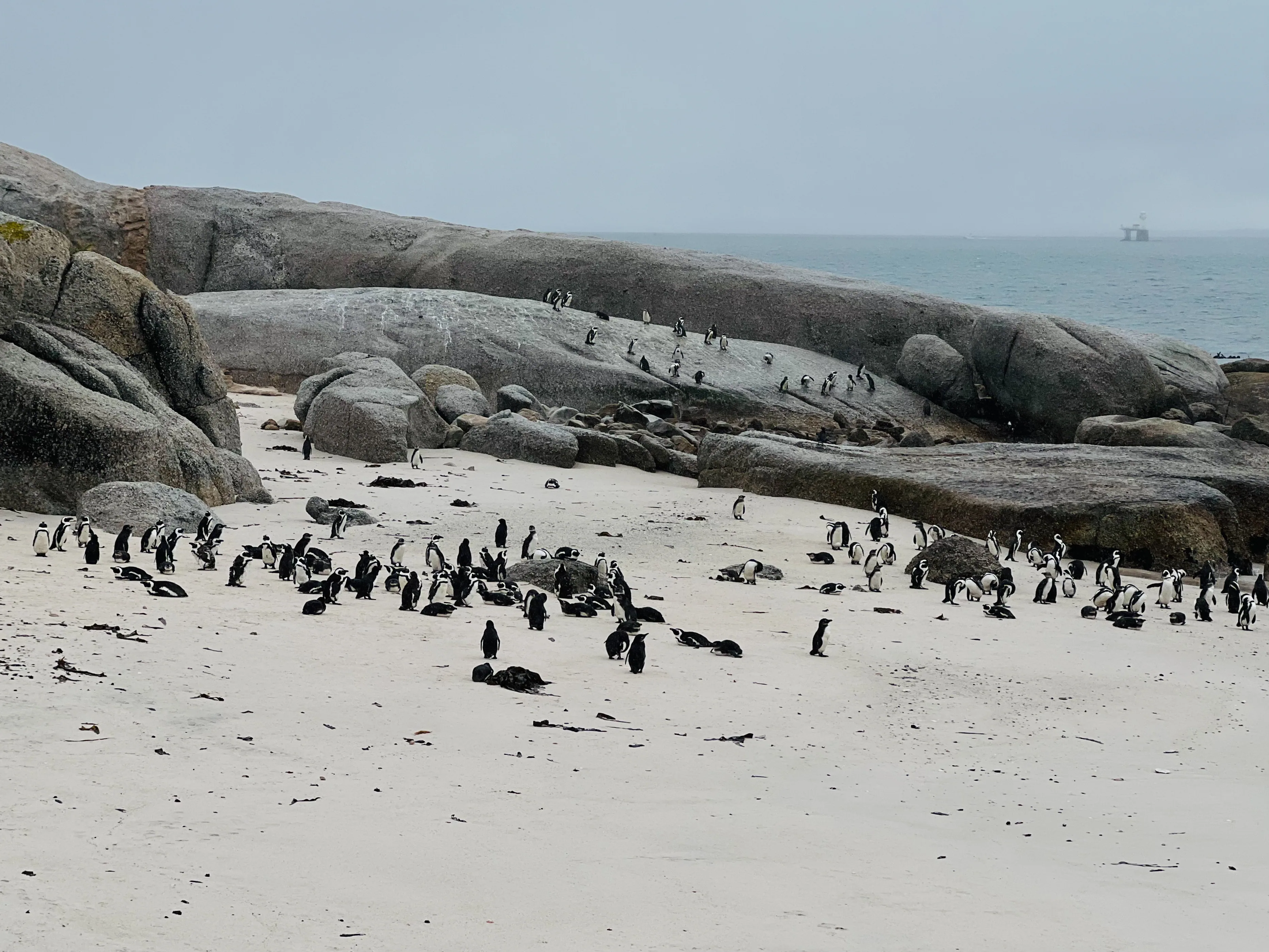 African Penguin Awareness Day: Celebrating African Penguins and Their Rangers, photo 11