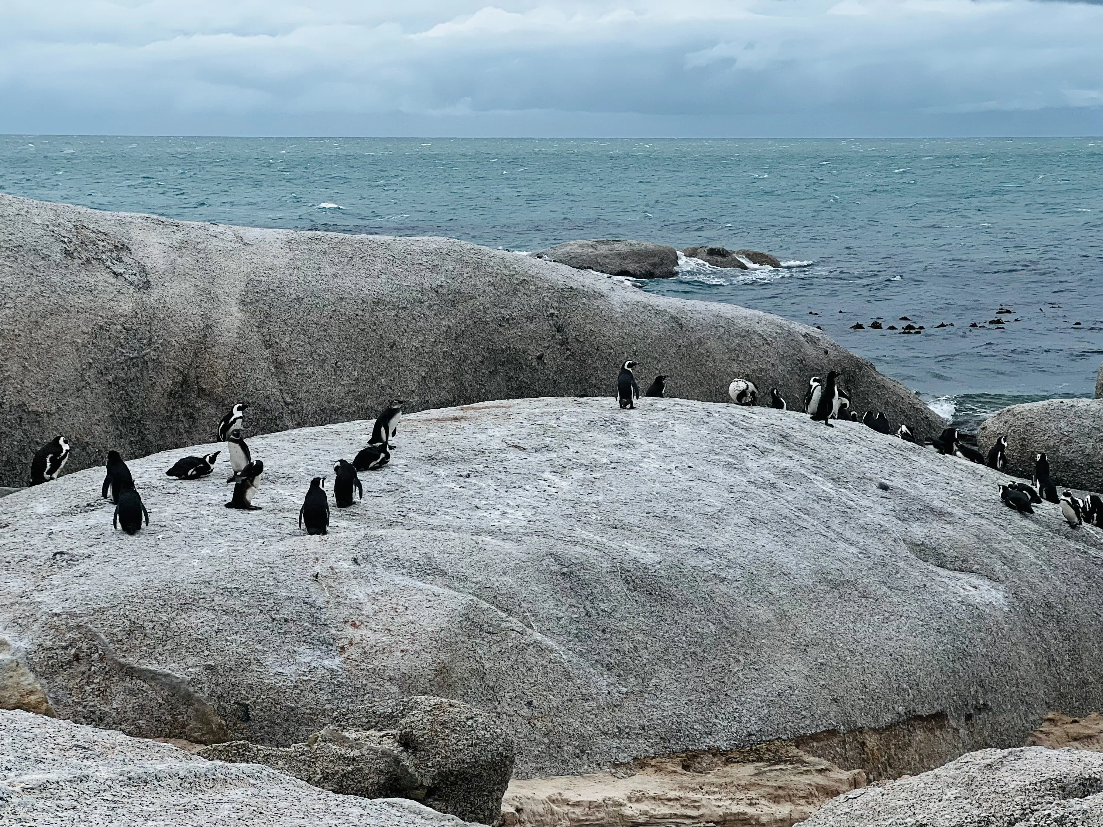African Penguin Awareness Day: Celebrating African Penguins and Their Rangers, photo 12