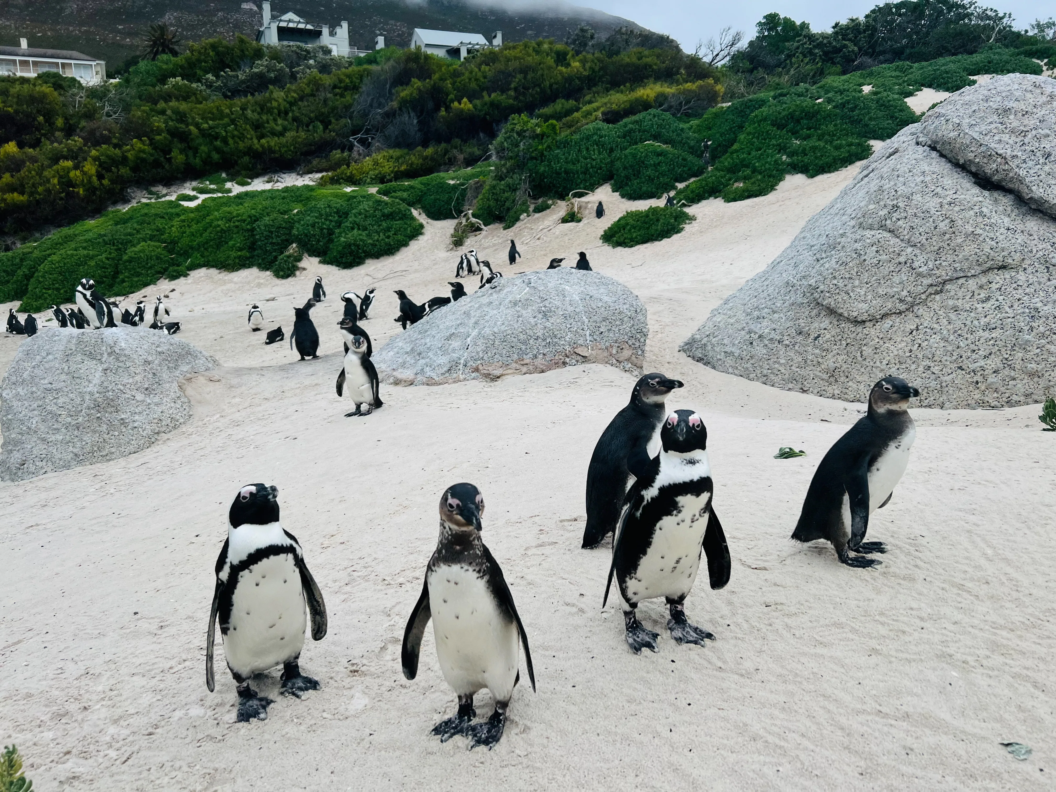African Penguin Awareness Day: Celebrating African Penguins and Their Rangers, photo 13