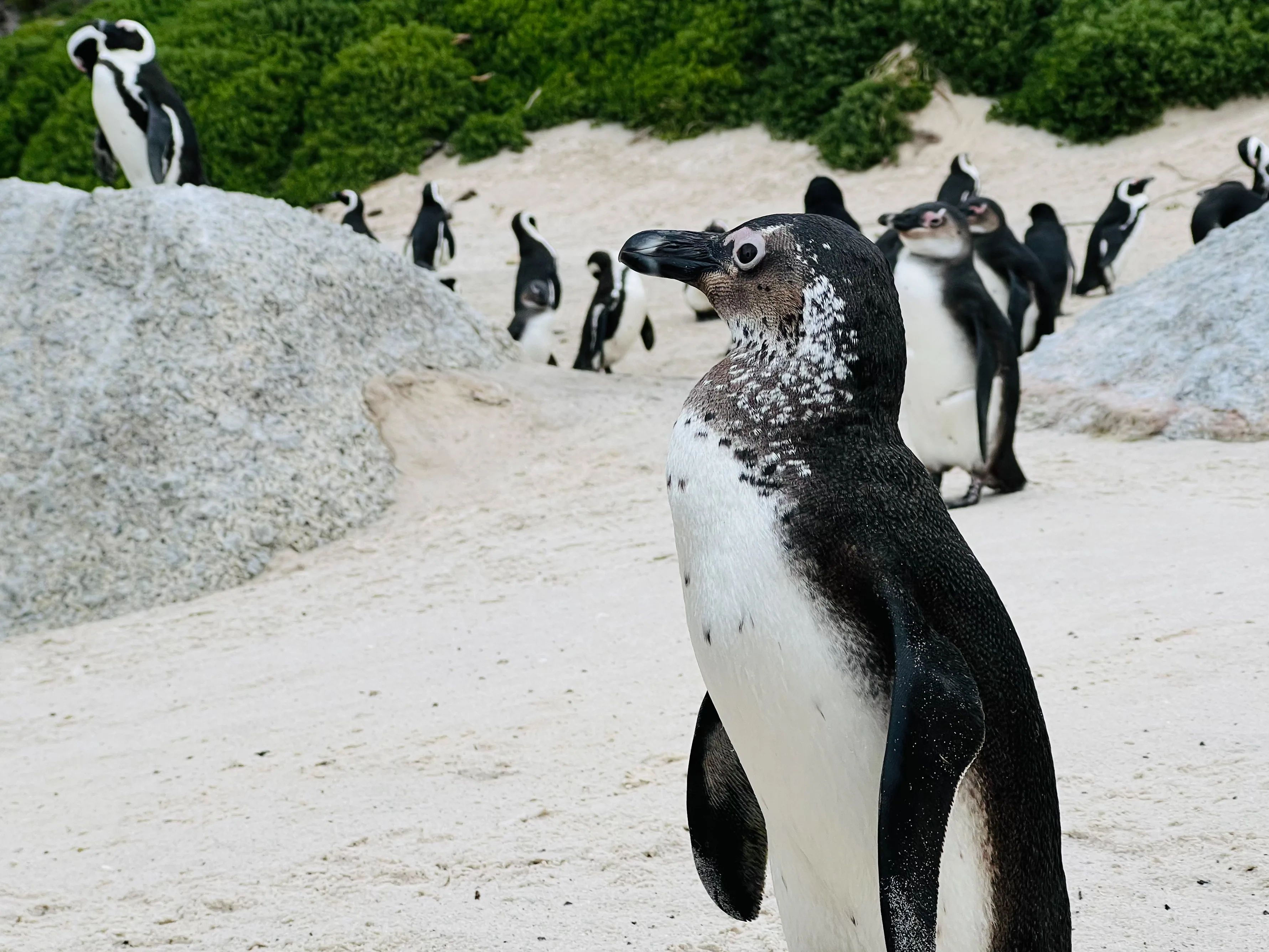 African Penguin Awareness Day: Celebrating African Penguins and Their Rangers, photo 14