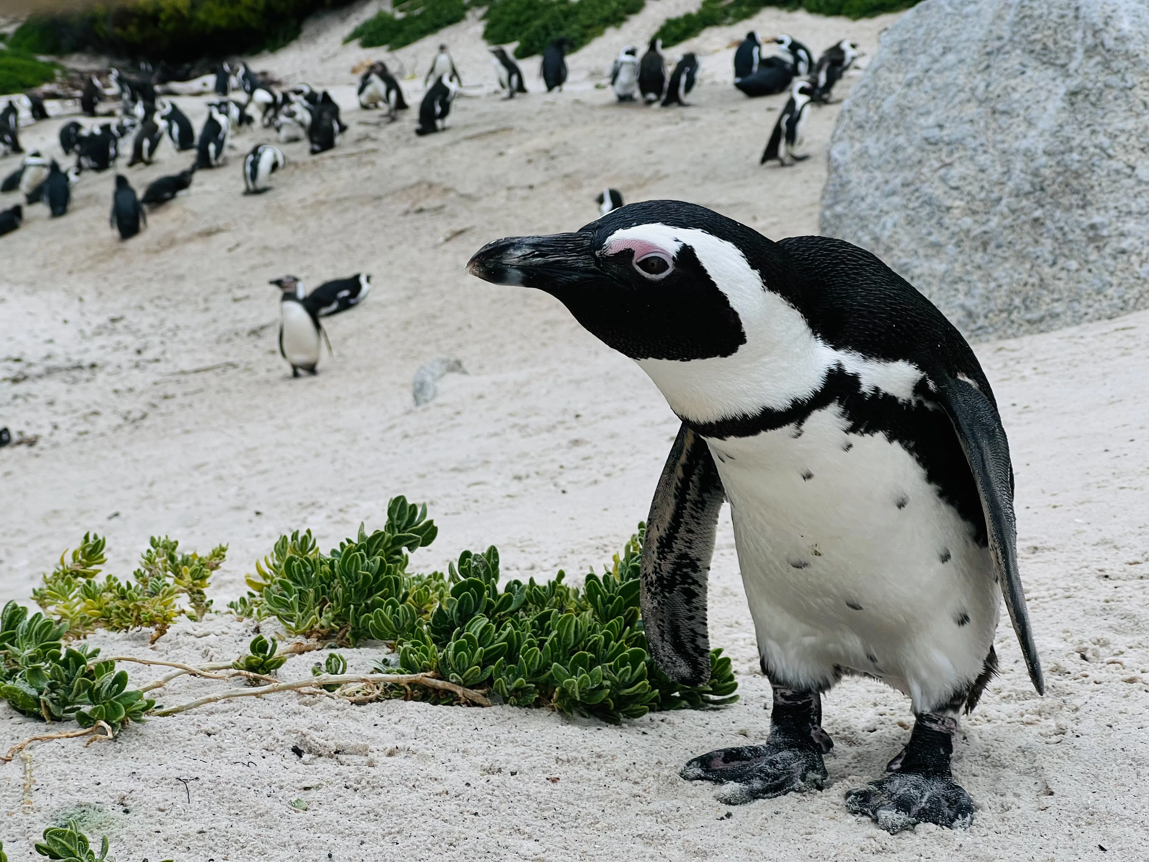 African Penguin Awareness Day: Celebrating African Penguins and Their Rangers, photo 15