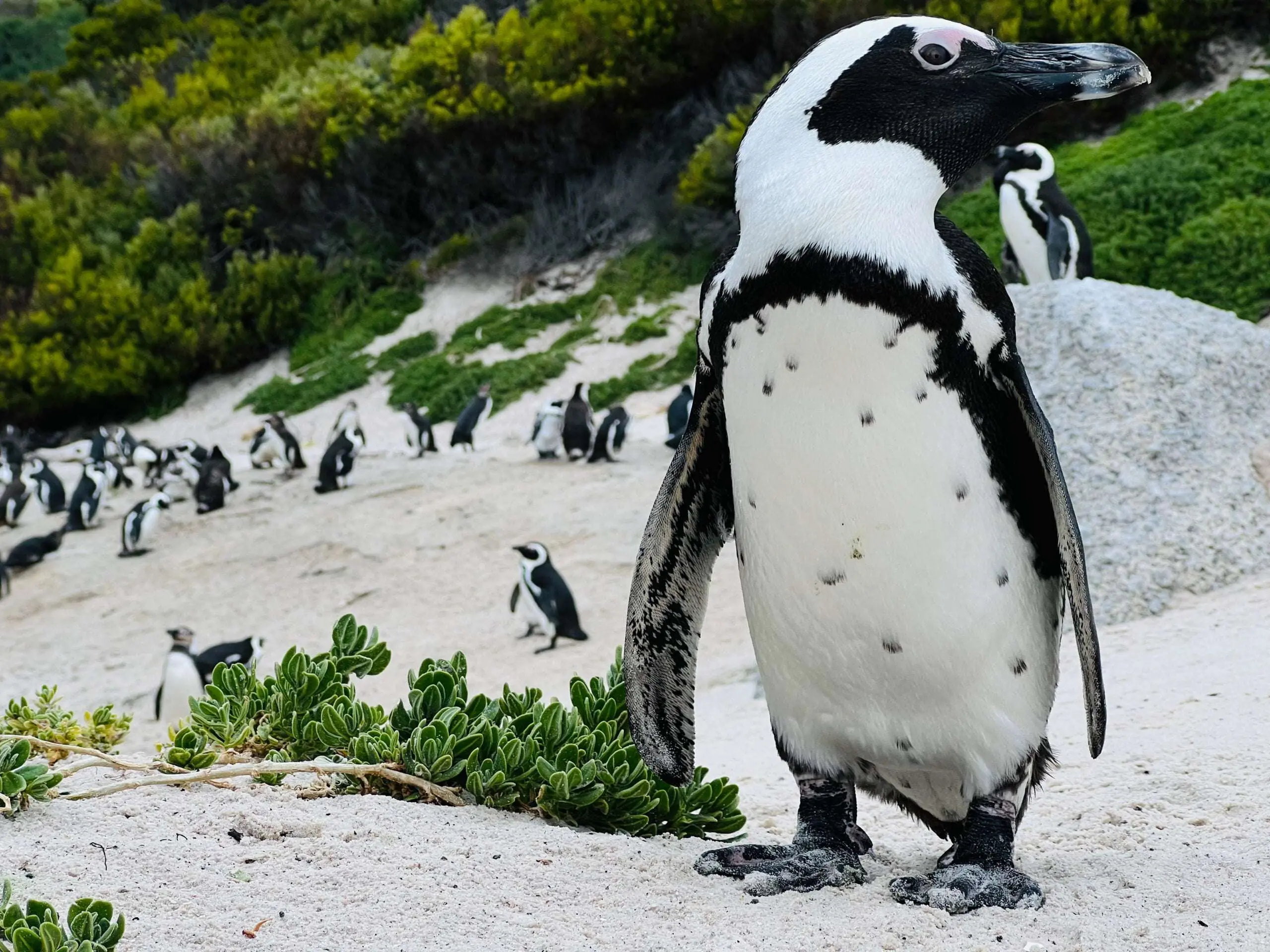 African Penguin Awareness Day: Celebrating African Penguins and Their Rangers