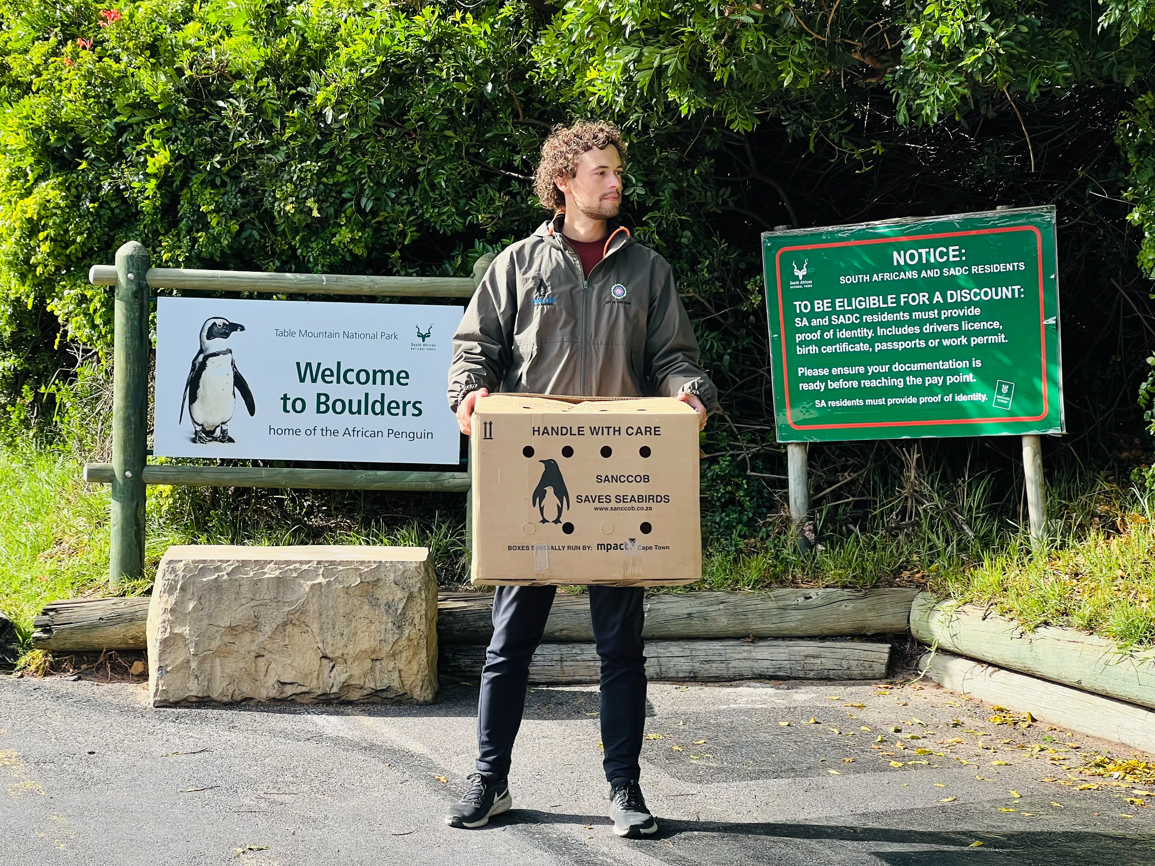 African Penguin Awareness Day: Celebrating African Penguins and Their Rangers, photo 18