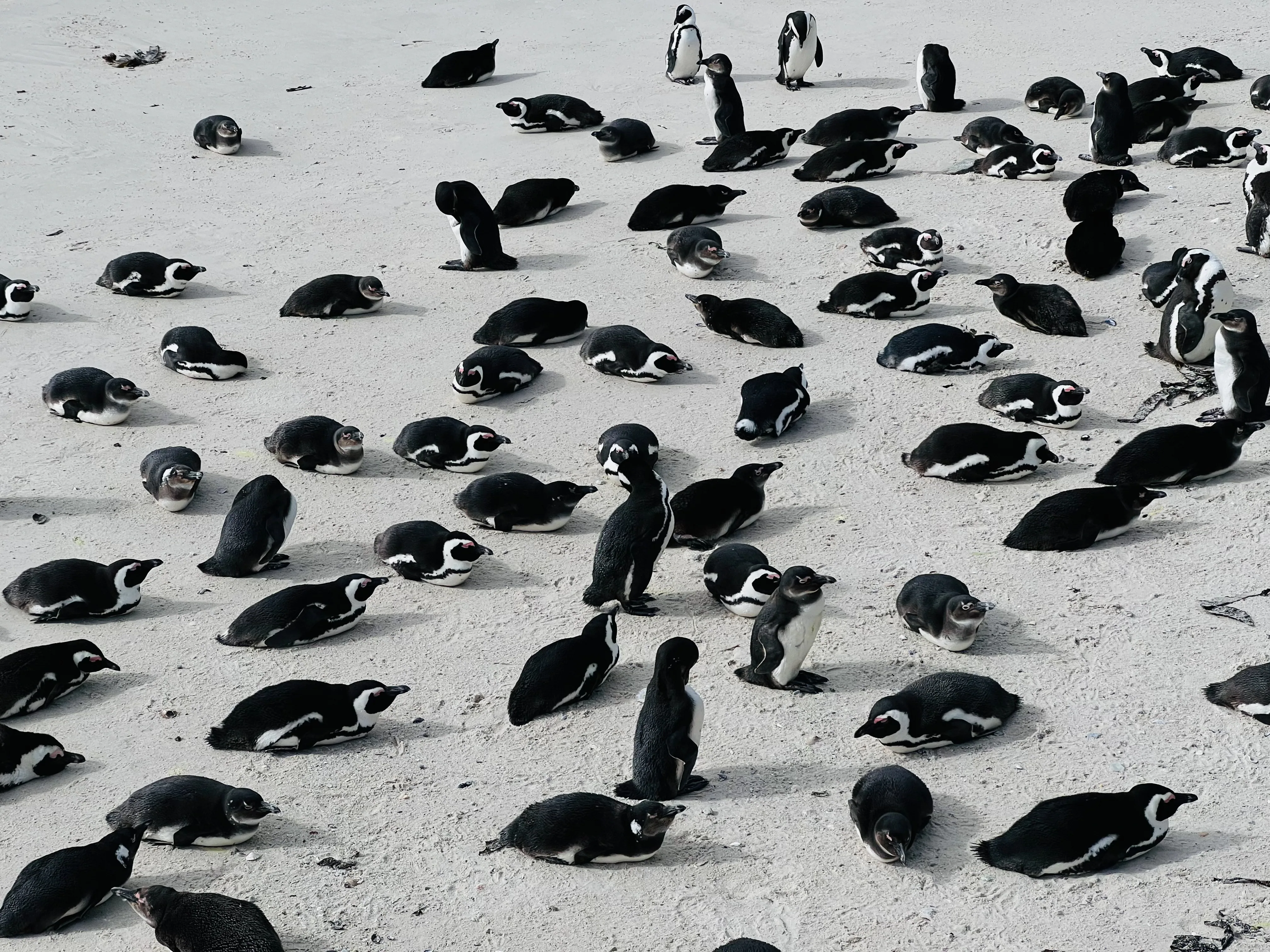 African Penguin Awareness Day: Celebrating African Penguins and Their Rangers, photo 19