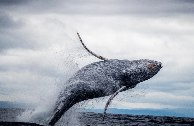 World Animal Day: Celebrating Our Fellow Earthlings